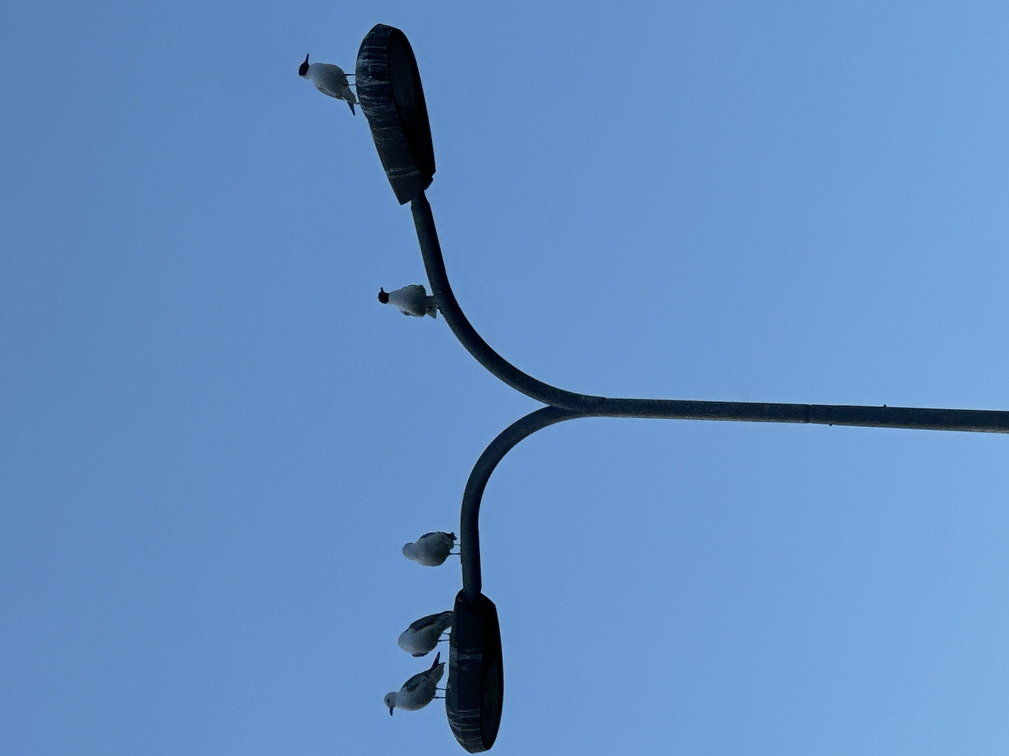 A group of six seagulls are perched on a street lamp against a clear blue sky. Three seagulls are on the left arm of the lamp, with one on the far left, one in the middle, and one on the far right of that arm. Three more seagulls are on the right arm of the lamp, with one in the middle and another on the far right. The street lamp is a dark metal color and has a curved, modern design, with the light fixture positioned horizontally on each arm. The sky is a uniform, bright blue with no clouds. The image is taken from a low angle, looking up at the seagulls and the street lamp.