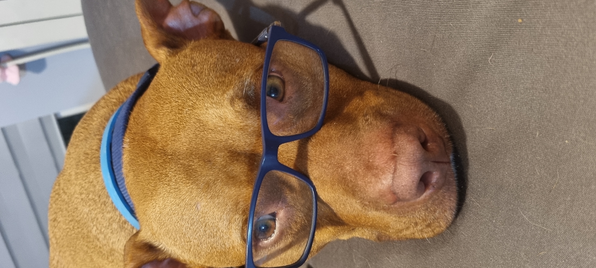 A close-up, canted portrait depicts a tan-colored dog wearing blue-framed eyeglasses. The dog is lying on a gray surface. The dog is wearing a blue collar.