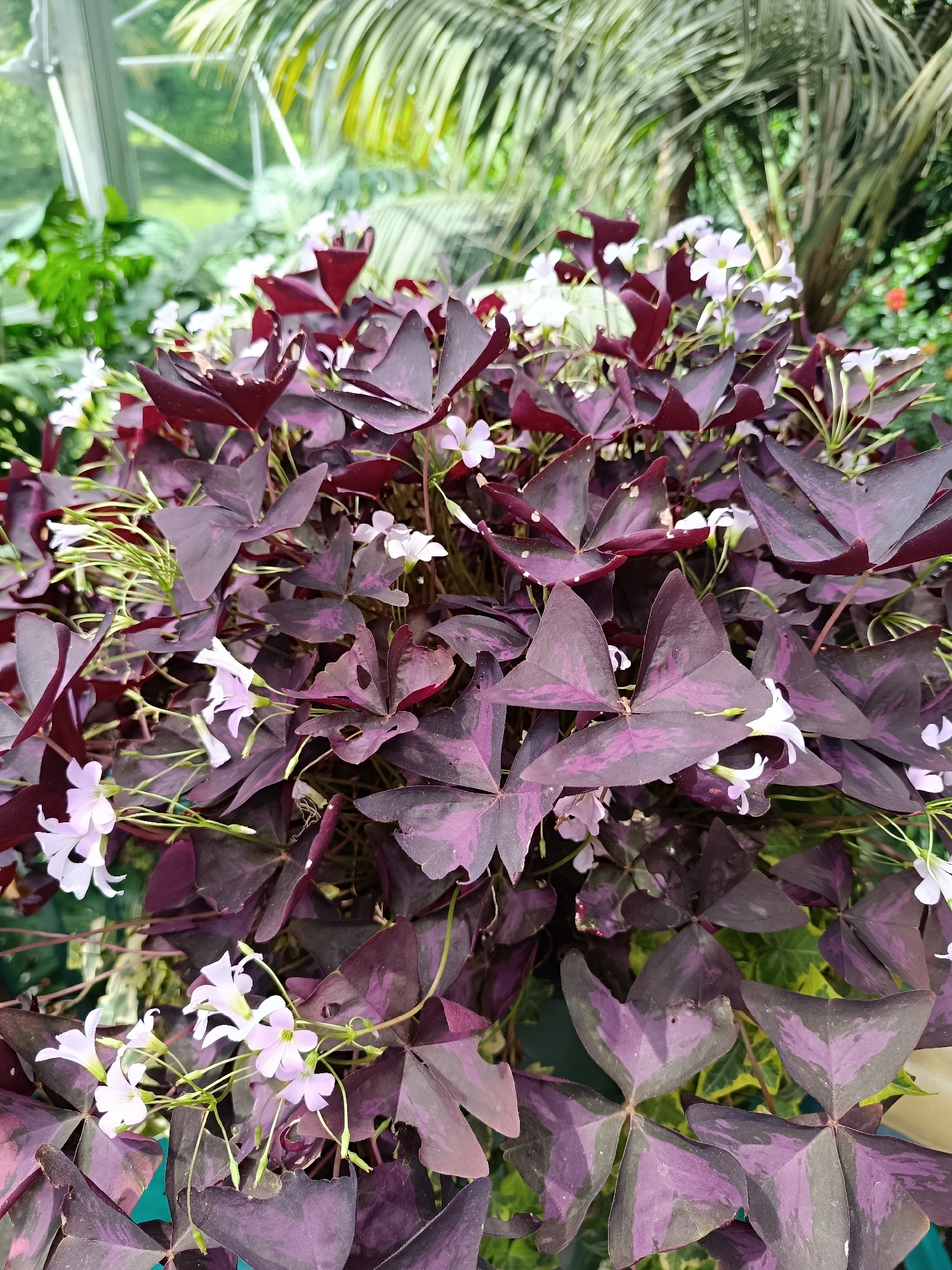This is a close-up, eye-level, medium shot of a densely planted Oxalis triangularis plant, commonly known as the purple shamrock. The plant features numerous heart-shaped, deep purple leaves with lighter purple markings. Small, delicate white flowers with pale pink centers are interspersed throughout the foliage, with some stems and buds visible. The background is softly blurred, showing lush green foliage and possibly palm fronds, suggesting an indoor botanical setting like a greenhouse. The image quality is sharp, with good lighting highlighting the textures and colors of the plant.
The photo was taken on June 20, 2023, at 12:32 PM in Gliwice, Poland. The location is the Palm House in Gliwice (Palmiarnia Gliwicka). There are no people, animals, or any specific actions or interactions depicted. The scene is purely focused on the botanical subject matter.