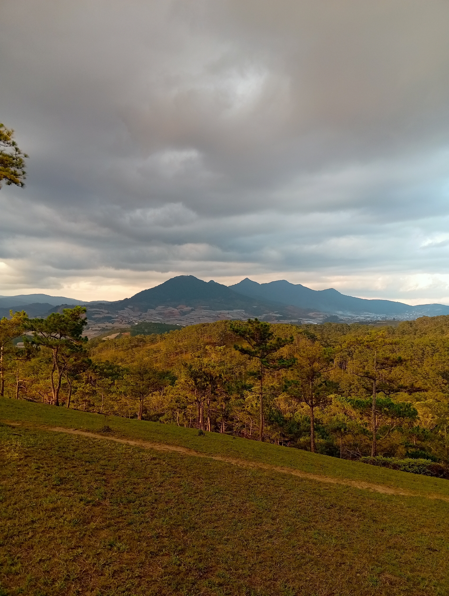 A scenic view in Lạc Dương, Vietnam, under a cloudy sky features a foreground of a grassy hillside with a dirt path cutting across its slope. Above, a dense forest stretches toward a distant mountain range. Notably, numerous structures, possibly greenhouses, are visible nestled in the valley between the forest and the mountains. A tree partially obstructs the view on the left side of the frame.