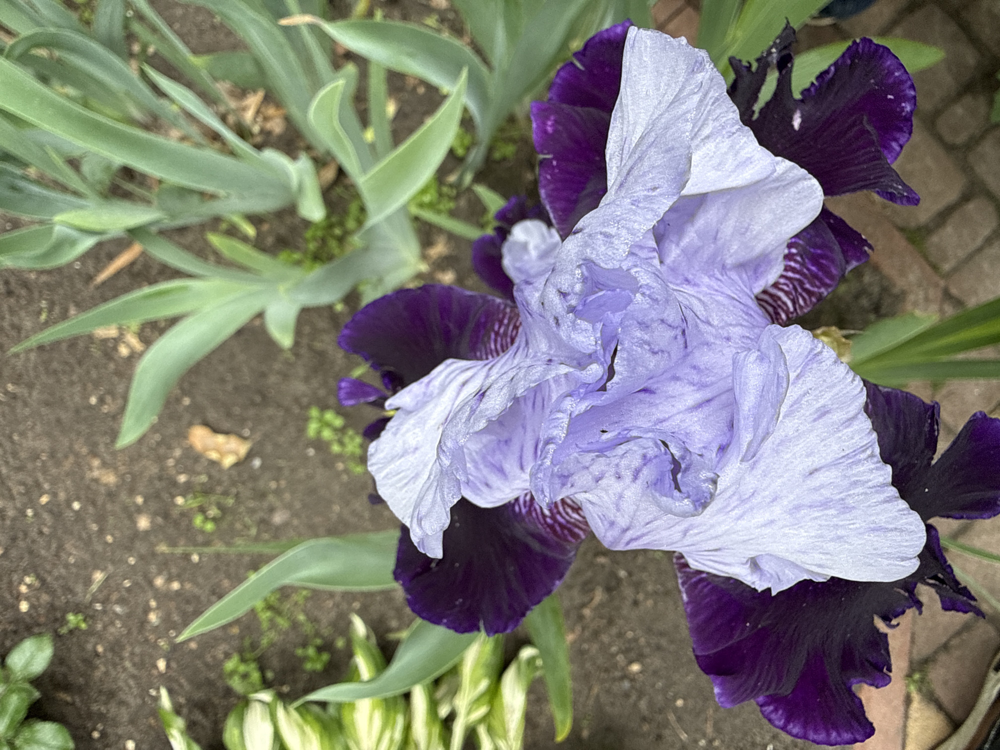 A close-up, overhead shot of a purple and white iris flower is presented. The flower's petals are intricately detailed, with the white petals appearing delicate and slightly crumpled, while the purple petals are a deep, rich hue with subtle darker stripes. The background consists of rich, dark soil with scattered small stones and dried leaves. To the left, variegated hosta leaves with white and green patterns are visible, and to the right, tall, slender green leaves, possibly from another iris or similar plant, reach upwards. The lower edge of the frame reveals a section of reddish-brown brickwork, suggesting a pathway or garden border. The image was captured in the city of Vorzel, Ukraine.