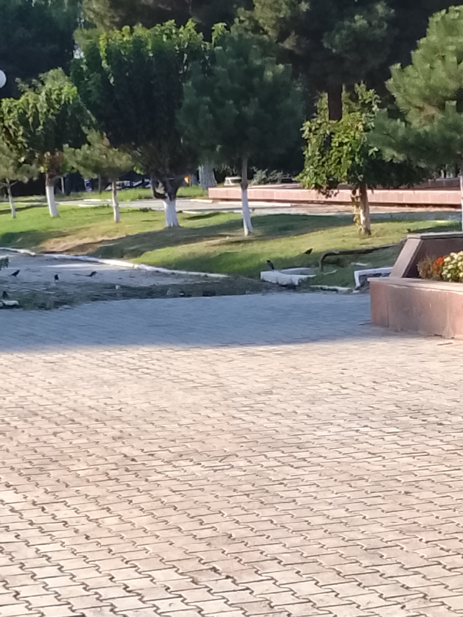 The image shows a park or public square with a paved walkway made of interlocking tan concrete pavers. In the background, there are several trees with white-painted trunks, some with lush green foliage and others with sparser leaves. A grassy area with some scattered dark-colored birds is visible between the walkway and the trees. A low, reddish-brown structure, possibly a planter or seating area, with some orange and white flowers is present on the right side of the image. The lighting suggests it is daytime, likely morning or late afternoon due to the shadows. The scene is devoid of any people. This setting is consistent with a public space in Fergana City, Uzbekistan, characterized by its tree-lined walkways and manicured green spaces.