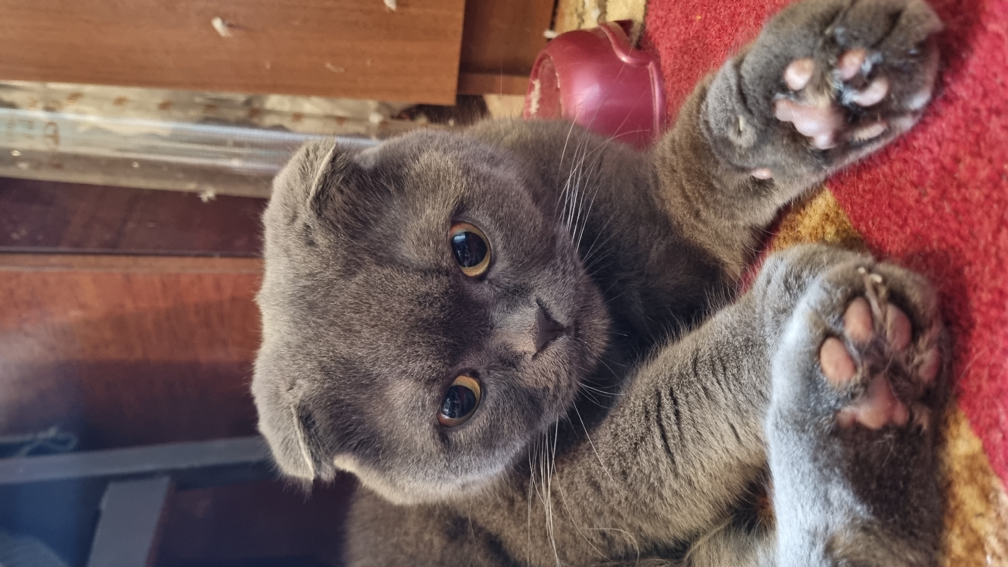 A close-up, eye-level shot captures a grey Scottish Fold cat lying on a red and yellow patterned carpet. The cat's face, with its characteristic folded ears and large, amber eyes, is the primary focus. Its paws are visible in the foreground, resting on the carpet. To the right of the cat, a pink plastic bowl is partially visible. The background consists of wooden furniture and a vertical element that appears to be a door or cabinet. The scene is indoors, likely a residential setting. There is no indication of the city of Vysokoe, Russia, or any specific location beyond a general indoor environment.