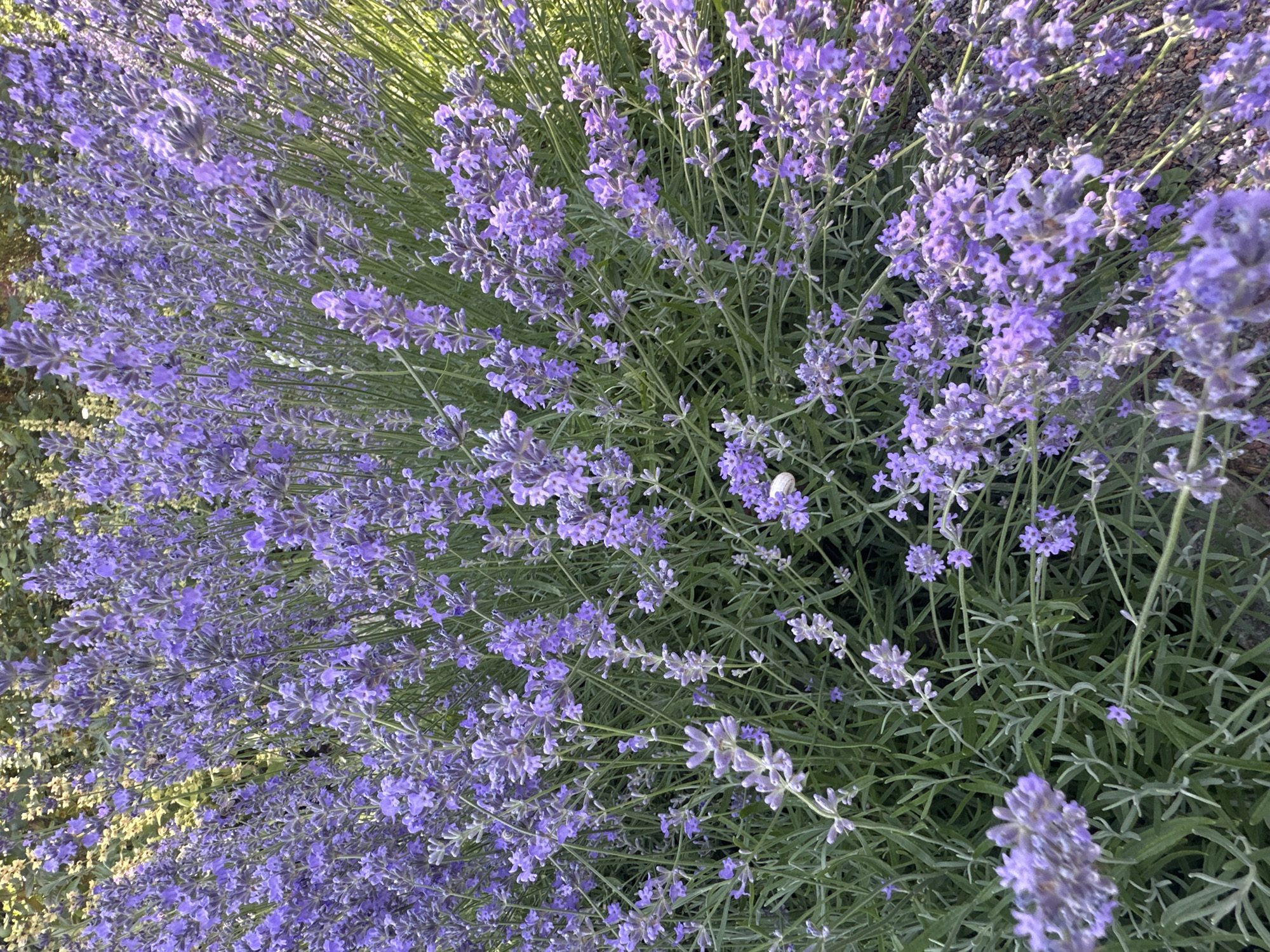 The image shows a close-up of a dense bush of lavender flowers. The lavender plants are in full bloom, with numerous purple flower spikes and green foliage. Some of the flowers are in sharper focus than others, indicating a shallow depth of field. The lighting suggests it is daytime, with sunlight illuminating the upper portions of the plant. There is no discernible location in Odesa, Ukraine, or any specific context provided by the visual elements alone. The scene is static and peaceful, devoid of any human activity or identifiable landmarks.