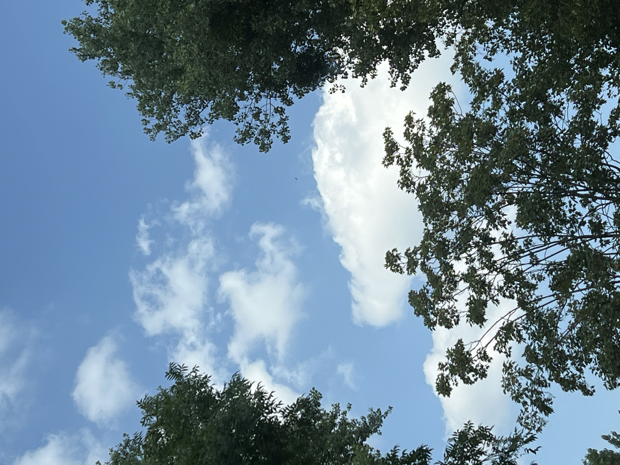 The image shows a view looking up at the sky through the branches of several trees. The sky is a vibrant blue with scattered white clouds. A small dark object, possibly a bird or airplane, is visible in the upper center of the image. The trees are lush with green leaves, and their branches create a natural frame for the sky. The scene appears to be outdoors in a park or natural area within the city of Warsaw, Poland. There are no people or specific buildings visible.