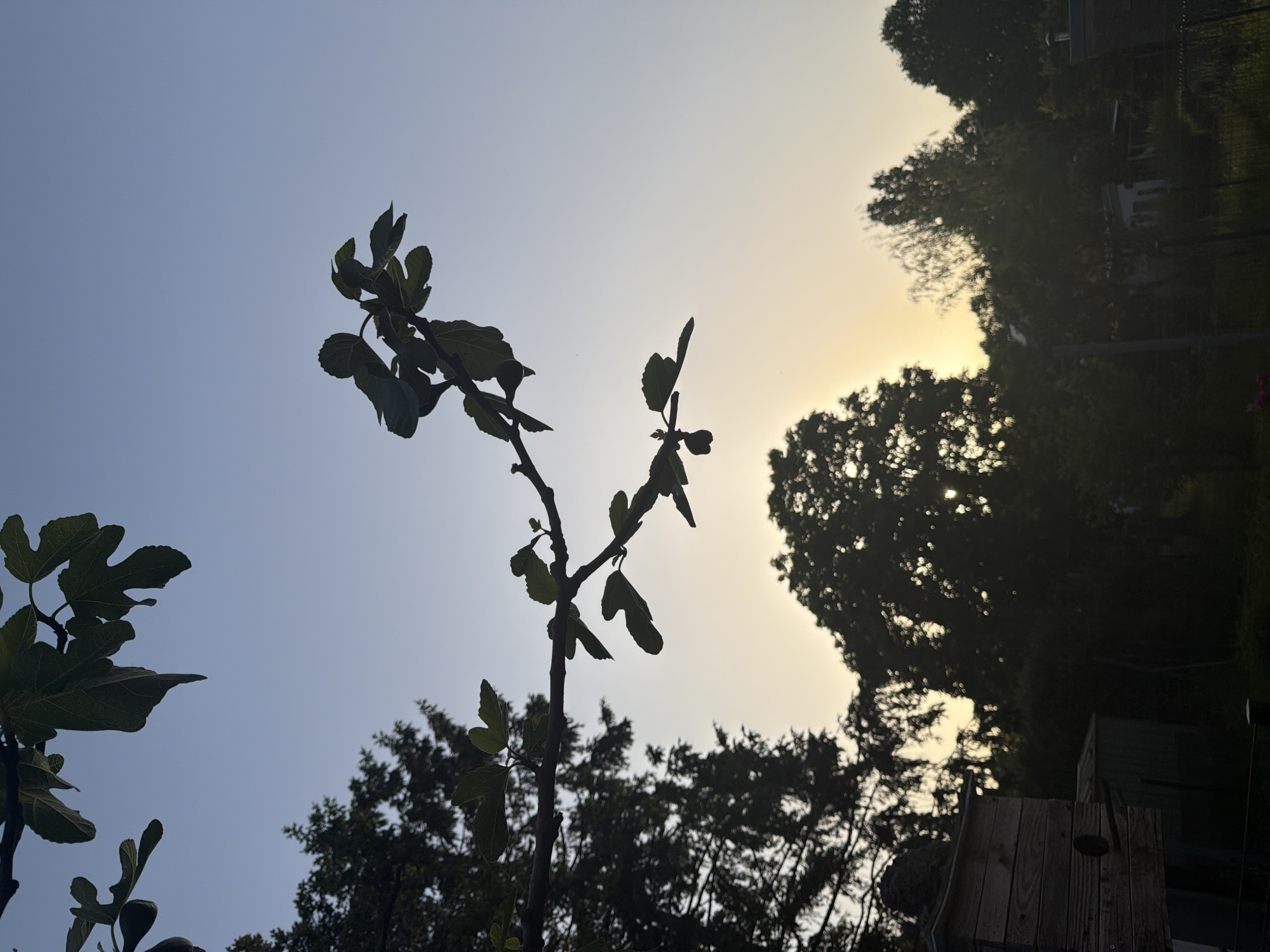 The image is a low-angle shot capturing the silhouette of a fig tree against a gradient sky transitioning from light blue to a yellowish-orange hue, likely at dawn or dusk. The fig tree is the primary subject, with its distinctive leaf shape. In the background, there are other trees of varying sizes, also silhouetted, and possibly buildings barely visible through the foliage. The location is unknown. There are no people visible. The scene evokes a sense of tranquility or contemplation. The lighting suggests a specific time of day with soft, diffused light.