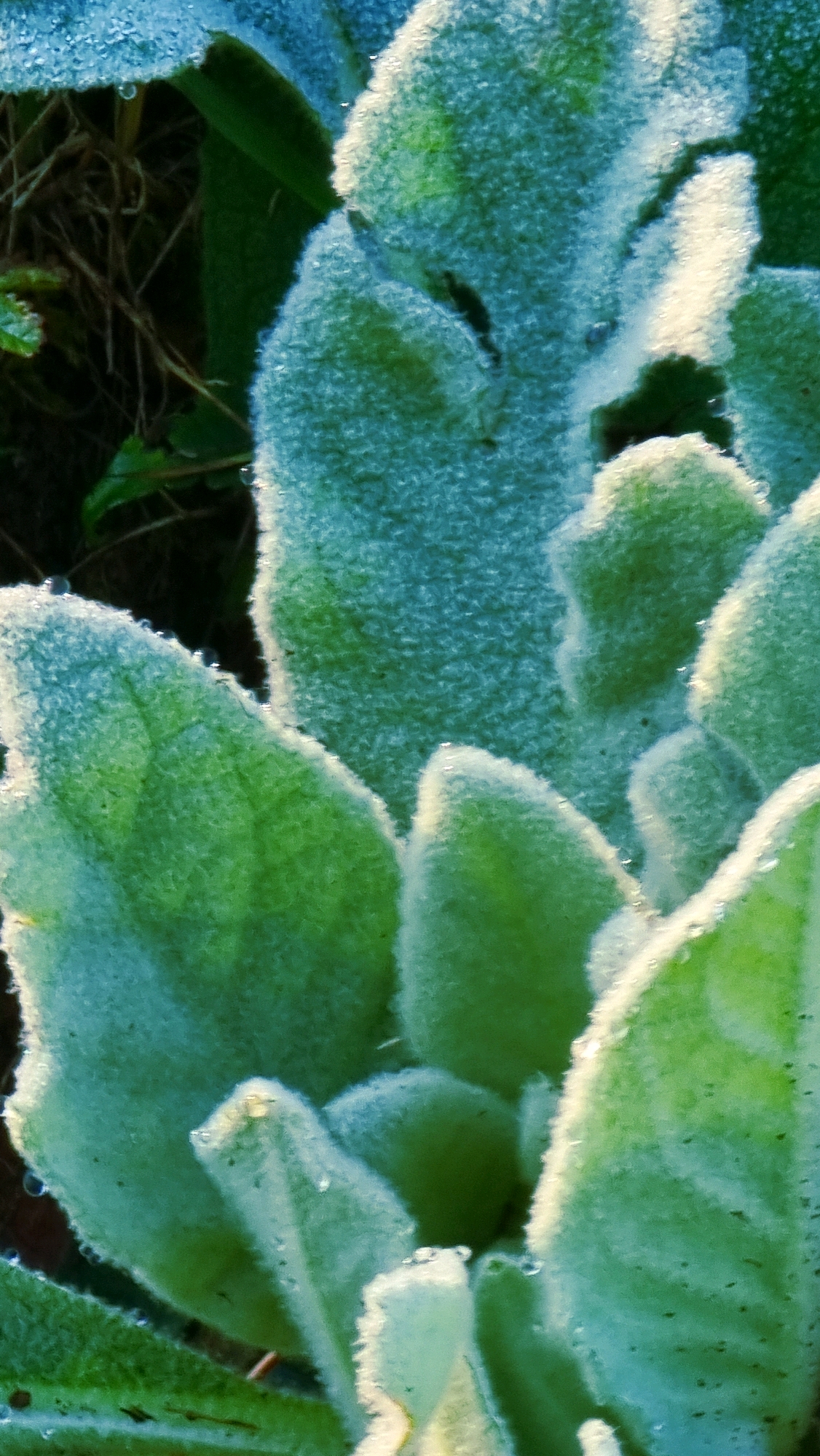 The image is a close-up, vertical, macro photograph of fuzzy green leaves with dew drops. The leaves appear to be Lamb's Ear, a plant known for its soft, velvety texture. The dew drops, some appearing as tiny spheres, are scattered across the surface of the leaves, reflecting the light. The background is dark and out of focus, suggesting the plant is growing in soil. The lighting highlights the fuzzy texture of the leaves and the reflective nature of the water droplets. There are no people or buildings visible in the image. The location of Llocalou, Spain, is not depicted or suggested by the image content.