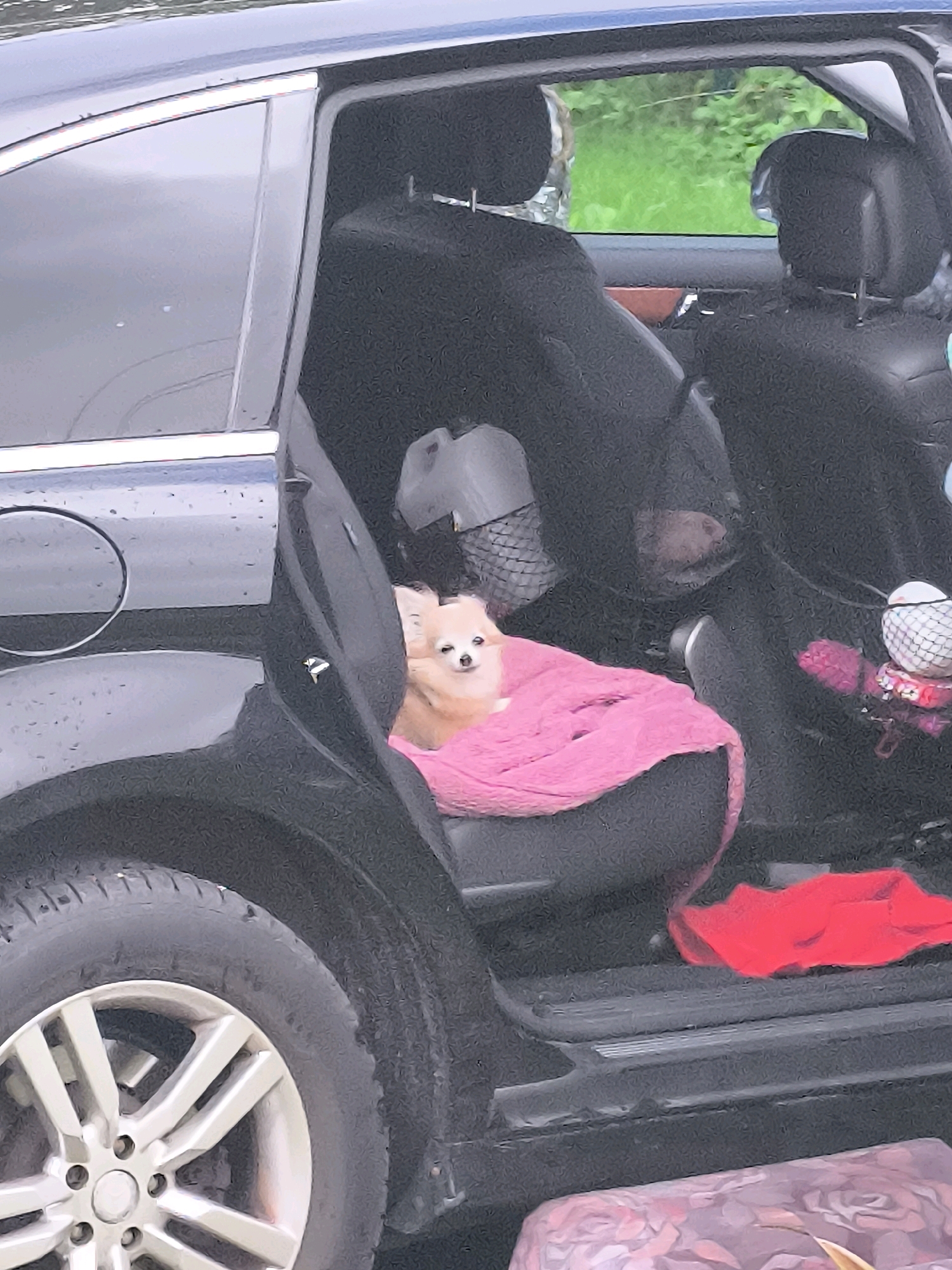 A small, tan Pomeranian dog is seated in the passenger seat of a black car, nestled on a bright pink blanket. The dog is facing the camera with its mouth slightly open. The car's interior is visible, showing black leather seats and the open passenger door. Outside the car, green foliage is visible through the windows. A red cloth is draped over the car's rear bumper. The car is parked on a paved surface, possibly a street or driveway. The location is identified as Dercekliai, Lithuania.