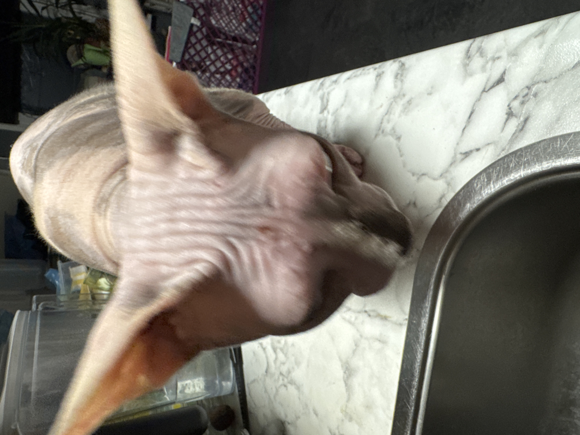 An overhead, slightly angled close-up photograph depicts a hairless Sphynx cat positioned on a countertop in an indoor setting in Unknown, Unknown. The cat, presenting a pinkish-beige skin tone with visible wrinkles and subtle striped markings on its head and back, faces downwards with its head lowered towards a stainless steel sink basin, which occupies the lower left portion of the frame. Its large, pointed ears are prominent, extending upwards and outwards. The cat's snout area appears darker than its forehead, and minor reddish marks are discernible on its forehead. The countertop beneath the cat is white with distinct gray and black marble-like veining. In the blurred background, a clear plastic blender or container is visible on the left, while a dark purple or reddish patterned basket or container, along with indistinct green foliage and other objects, occupies the right side. The overall lighting suggests an interior environment.