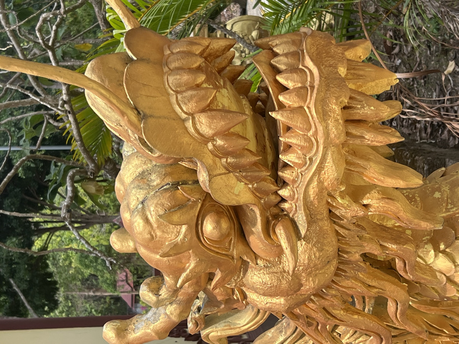 The image presents a close-up view of the head and upper body of a large, golden dragon statue, located in Đăk Mar, Vietnam. The statue's head is oriented slightly right and downward, featuring an open mouth that reveals multiple rows of sharp, conical teeth in both the upper and lower jaws. The dragon possesses intricate sculpted details, including distinct scales, round eyes, and prominent horns extending upwards from its head. The golden finish of the statue exhibits localized wear and discoloration. The background consists of dense green foliage, trees, and palm fronds, indicating an outdoor setting. A cream-colored building with a dark brown vertical trim is partially visible on the left side, and another structure with a reddish-brown roof is discernible deeper within the background vegetation. The scene is illuminated by natural daylight.