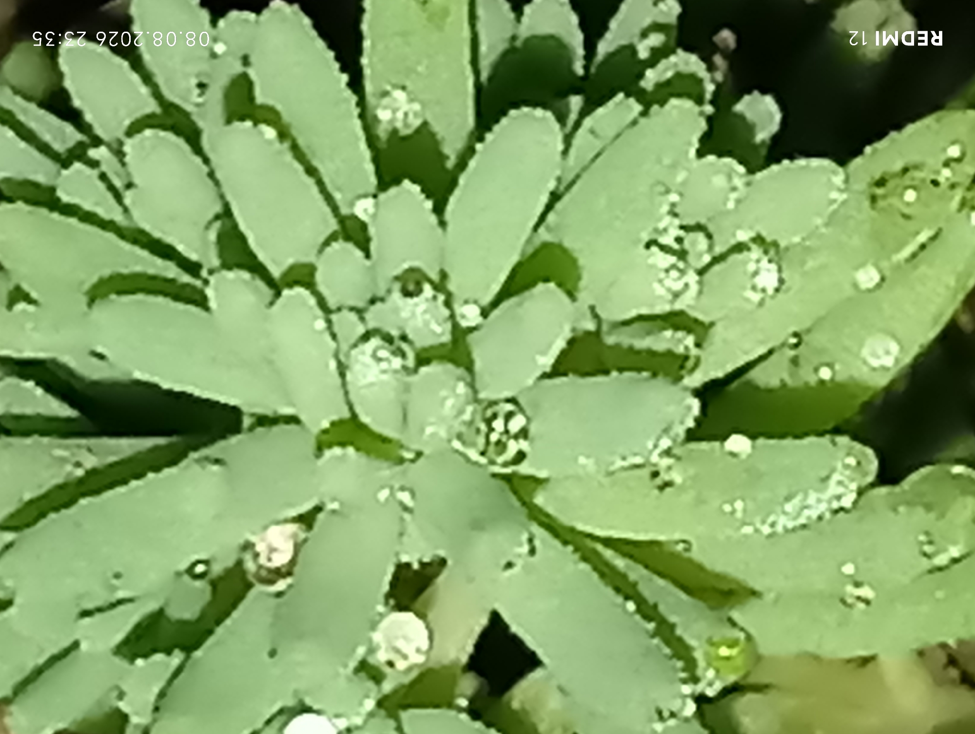 The image shows a close-up, overhead view of a succulent plant with green, fleshy leaves covered in water droplets. The plant appears to be outdoors, with a dark, out-of-focus background that suggests foliage or soil. The leaves are arranged in a rosette pattern, with the newest growth at the center. The water droplets on the leaves catch the light and create a glistening effect. In the bottom left corner, the text "REDMI 12" is visible, indicating the device used to capture the image. In the bottom right corner, a timestamp reads "08.08.2026 23:35". There are no people or animals present in the image. The scene is a natural setting, likely a garden or a potted plant. The location of Smila, Ukraine is not visible in the image itself.