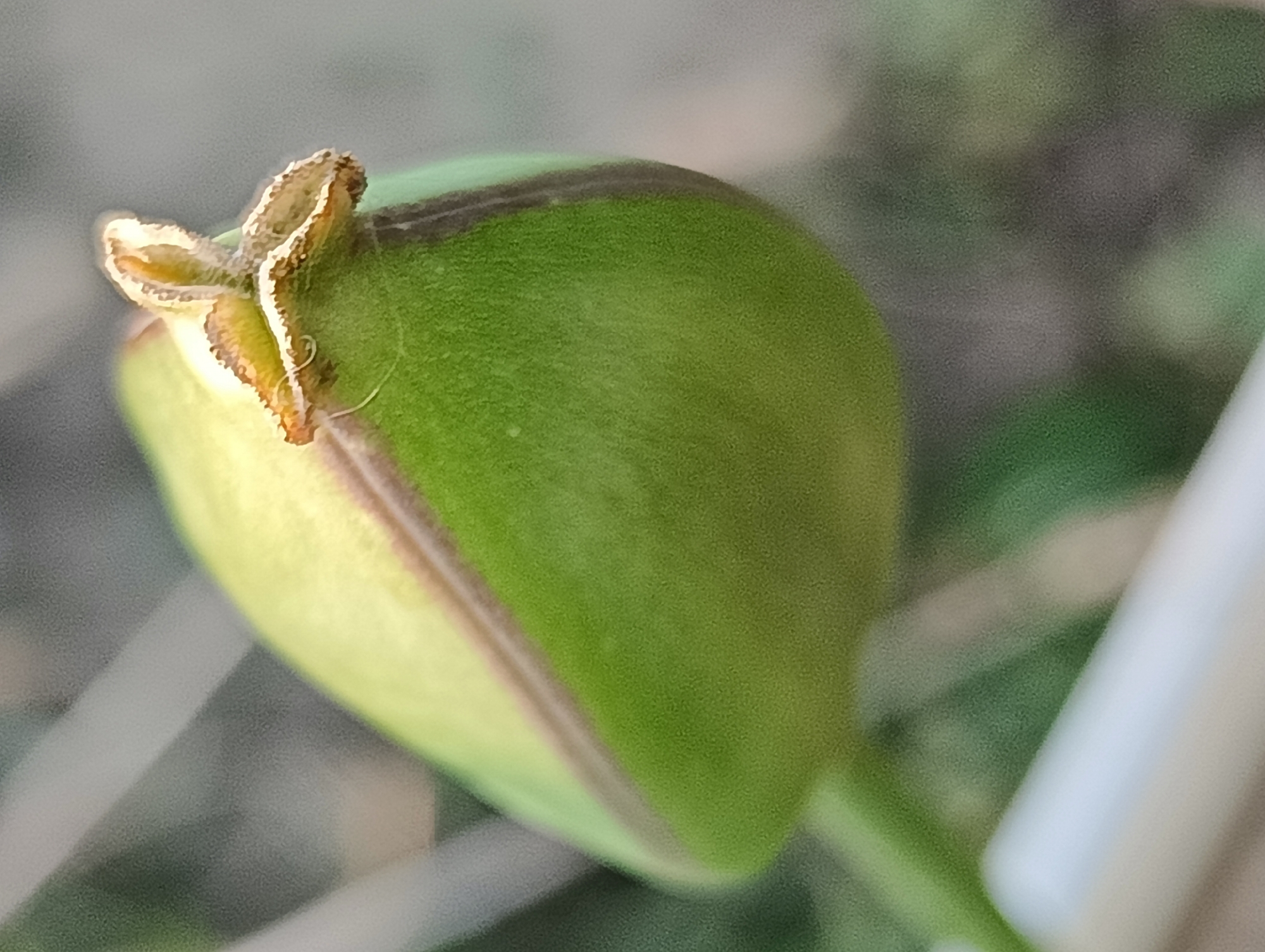A close-up, slightly angled macro photograph depicts a vibrant green plant bud or developing fruit. The main body of the bud is a smooth, light to medium green, with a distinct, thin, dark brown line tracing a curve along one side, separating slightly different shades of green. The tip of the bud is a contrasting brown and tan, appearing somewhat dry, ruffled, and textured with fine, short hairs or fibers. A faint white, thin, hair-like strand is visible near the base of the brown tip.
The background is softly blurred, creating a bokeh effect. It consists primarily of indistinct green foliage, suggesting an outdoor natural setting. To the far right, a blurry, elongated white object, possibly a stem or a man-made structure, is partially visible. The lighting suggests it is daytime, with no harsh shadows indicating direct sunlight. No people, discernible activities, or visible text are present in the image. The overall impression is one of natural detail and growth.