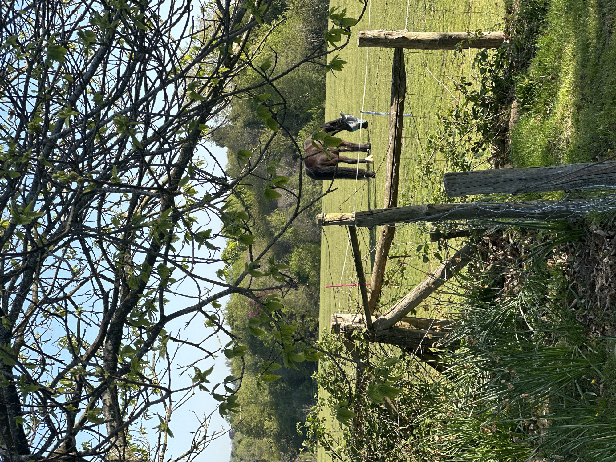 A horizontal outdoor shot shows a rural scene with a partially obscured view of a field, likely in Tunbridge Wells, United Kingdom, given the provided location. The foreground is dominated by a tree with budding leaves, branching out across the left side of the frame.
Beyond the tree, a wire fence separates the foreground from a grassy field. Two horses are visible within the fenced area. One horse, closer to the fence, wears a blue fly mask.
The background features a dense line of trees forming a horizon against a bright, lightly clouded sky. A wooden fence runs at an angle through the middle ground, intersecting the wire fence in the field. The overall composition suggests a natural, pastoral setting.