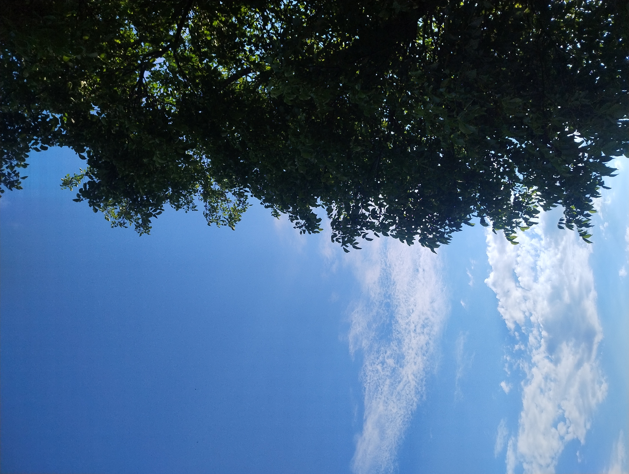 The image captures a low-angle view of a lush green tree with dense foliage against a bright blue sky dotted with scattered white clouds. The tree dominates the right side of the frame, its branches reaching upwards and outwards, with sunlight filtering through the leaves, creating a dappled effect. The left side of the image is predominantly sky, with wispy cirrus clouds in the upper half and more substantial cumulus clouds lower down. Several small, dark shapes that appear to be birds are visible against the blue expanse. The scene suggests an outdoor setting, possibly a park or a residential area, under a clear, sunny day. There are no people or discernible man-made structures visible in the frame.
