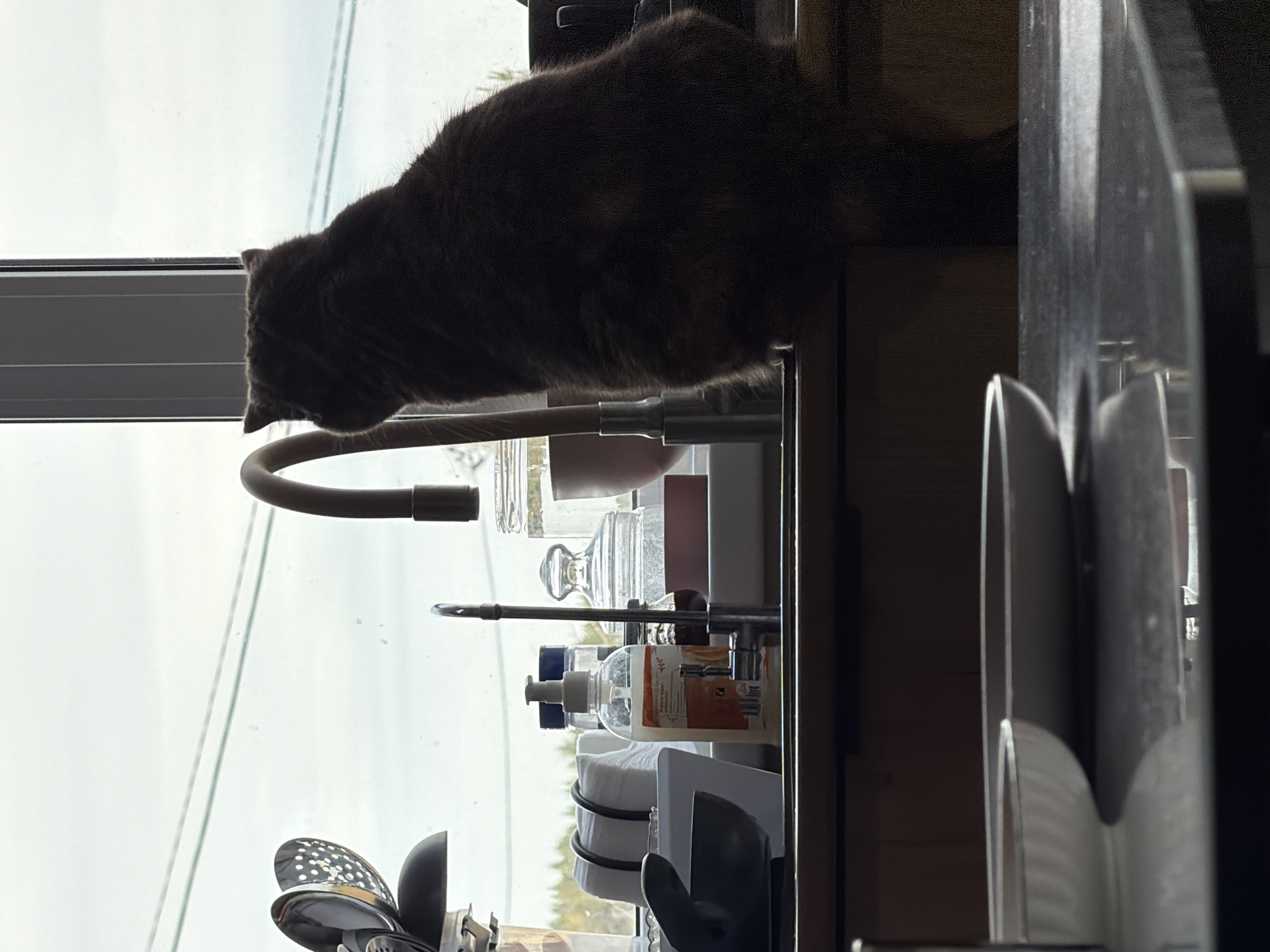 A cat sits on a kitchen counter next to a window. The counter contains various items, including a faucet, bottles, and kitchen utensils. The scene may be in Chaikovsky, Russia.