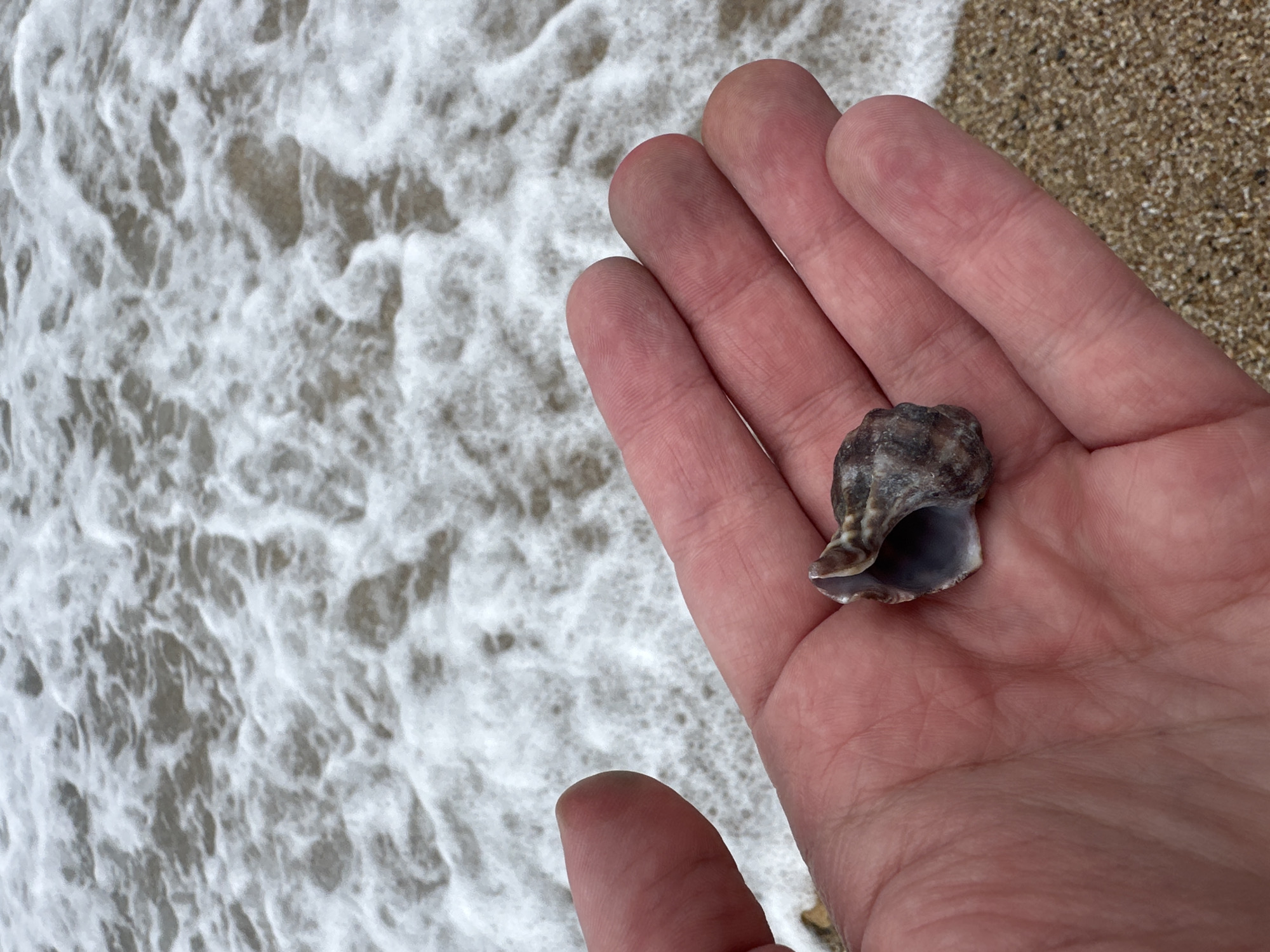 A hand holds a shell fragment against a backdrop of the shoreline in Ολυμπιάδα, Greece. The hand, pale in complexion, fills the right half of the frame, its fingers slightly curled to cradle the shell. The shell fragment, brown and grey with a hint of iridescence inside, rests in the palm. To the left, the shore is visible with sand and waves forming white foam patterns.