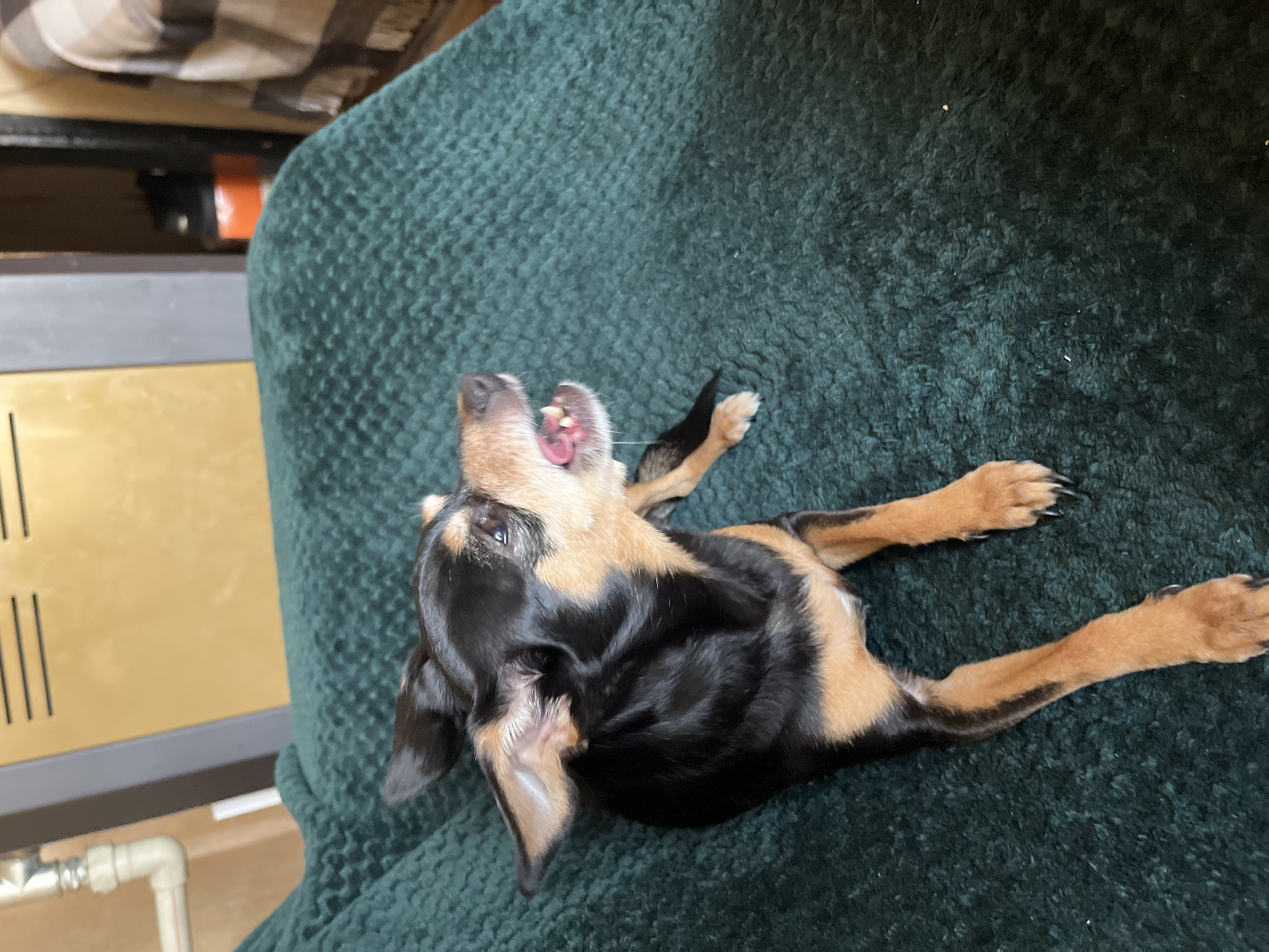 A small, black and tan dog, likely a miniature pinscher, is lying on its back on a dark green, textured couch. The dog's mouth is open, revealing its teeth and tongue. Parts of a light-colored wooden cabinet and a brown and white plaid item are visible in the background to the left. The environment suggests an indoor residential setting, possibly a home. There is no information available to identify this photo as being taken in Sofia, Bulgaria.