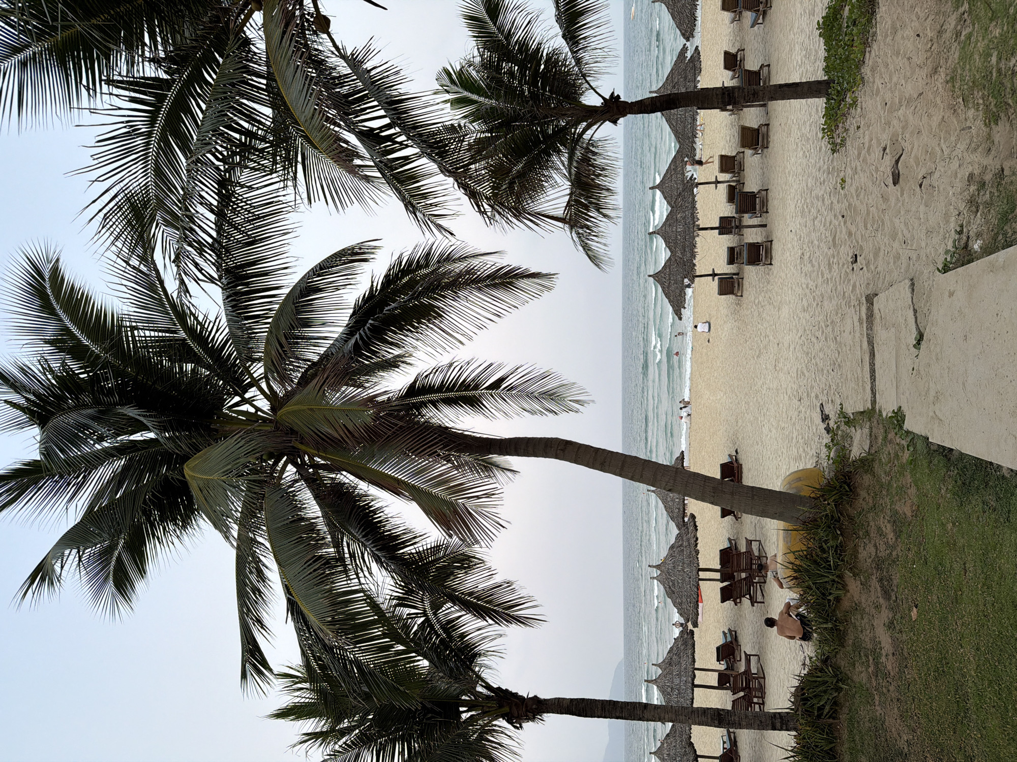 The image shows a beach scene in Đà Nẵng, Vietnam. Palm trees dominate the left of the frame. To the right of the trees is a sandy beach with rows of thatched umbrellas and lounge chairs. People are present on the beach, some sitting under the umbrellas. The sea is visible in the background. A patch of grass borders the beach in the lower right corner.