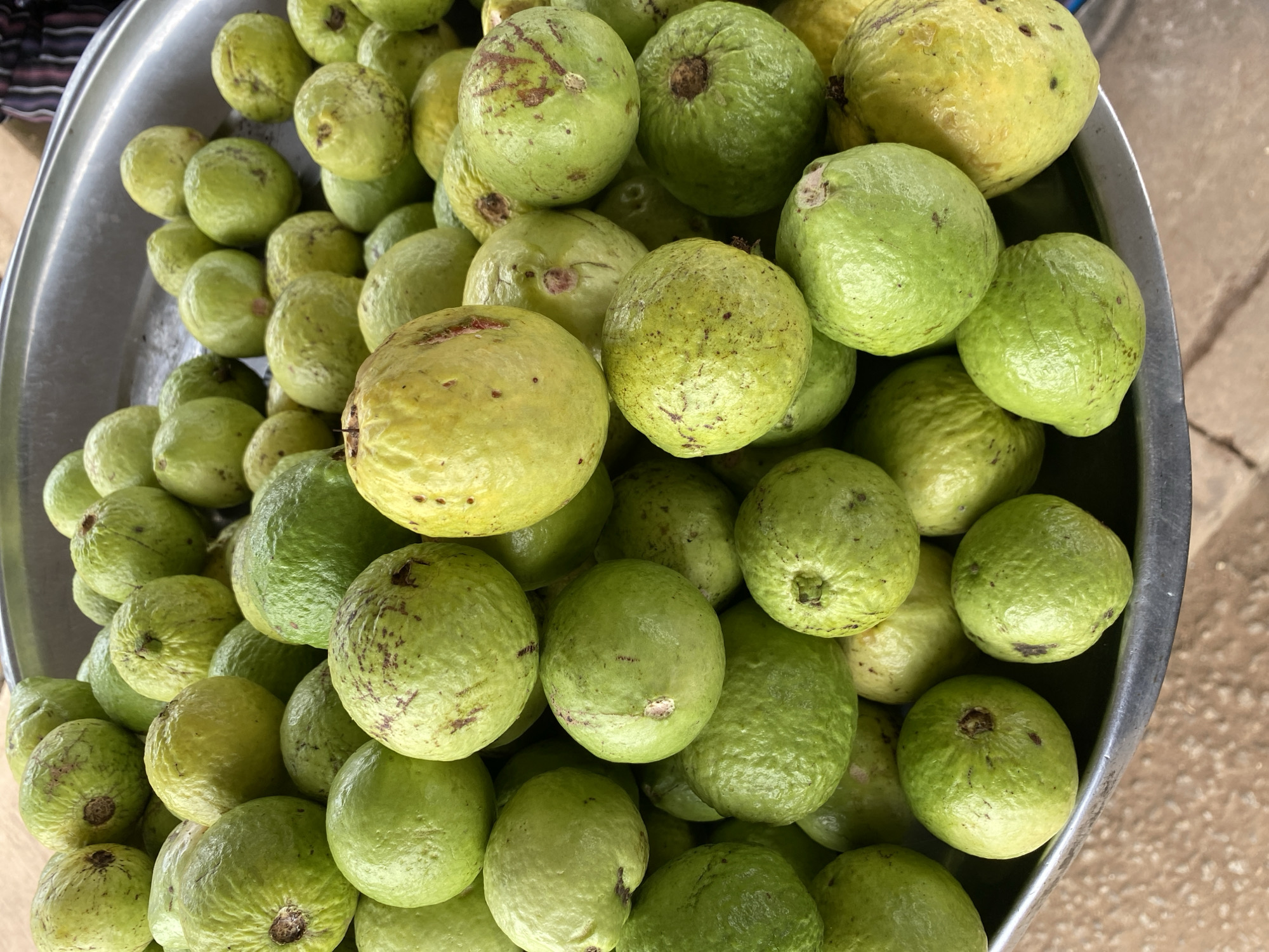 A shallow, wide metal bowl overflows with a large pile of ripe guavas. The guavas are mostly a light green color, with some having yellowish undertones. Several of the guavas have small, brown blemishes or marks on their skin. The fruits are packed tightly together, creating a dense mound. The bowl itself is slightly worn and appears to be made of metal, possibly aluminum, with a smooth, reflective surface. The background shows a textured, earthy-colored surface, likely a countertop or table, and a hint of a dark, striped fabric in the upper left corner. The lighting suggests it is daytime, with a diffused light source that casts soft shadows. The overall impression is of a fresh harvest or market display, with the focus entirely on the abundance of the guavas. There is no visible text in the image.