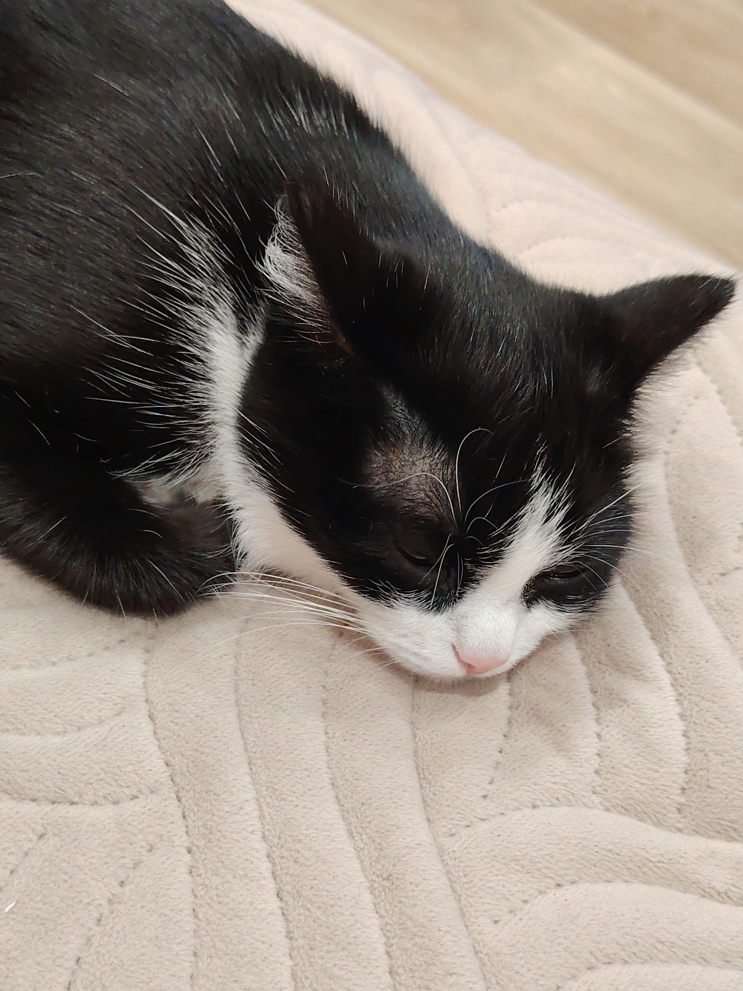 A black and white cat is sleeping on a tan, plush surface. The cat's head is resting on the material, and its eyes are closed. The cat has black fur with white markings around its face and chest. The background is blurry, but there is a wooden floor visible in the upper right corner. The location is unknown.