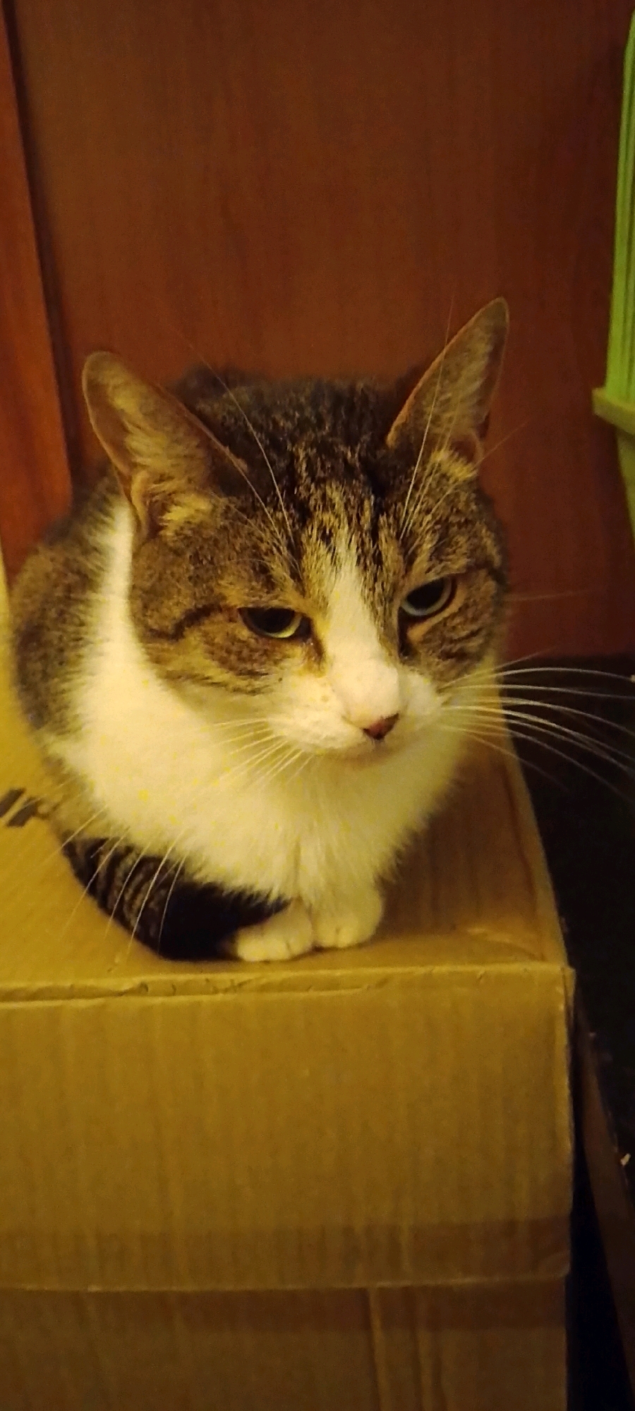 A medium shot captures a tabby and white cat sitting on a cardboard box. The cat is facing forward with its paws tucked underneath its body. Its fur is a mix of brown, black, and white. The cat's eyes are partially closed, giving it a sleepy or contemplative expression. The background is a plain, reddish-brown wall. The lighting in the image is warm and somewhat dim, creating a cozy atmosphere. The cat is the primary subject of the image, and its posture and expression suggest it is relaxed. The image does not contain any discernible elements that would place it in a specific location within the city of Belgorod, Russia.