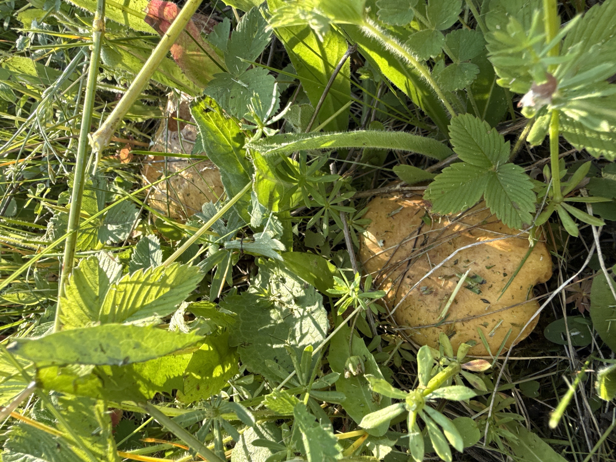 The image shows a close-up view of several mushrooms growing amongst lush green grass and foliage. The mushrooms have light brown caps with some debris scattered on them. Sunlight filters through the leaves, casting shadows and highlighting the textures of the plants and fungi. The environment appears to be a natural outdoor setting, possibly a forest floor or meadow. No people or specific landmarks are visible, making it impossible to determine a precise location within the city of Докша, Russia.