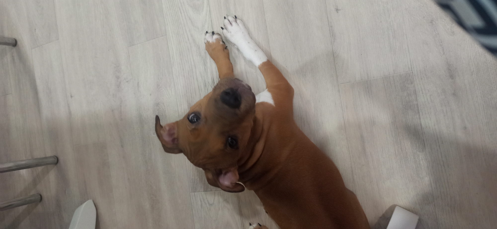 In this high-angle shot, a young, brown and white pit bull puppy lies on a light-colored wooden floor. The puppy's head is tilted, its dark eyes wide and curious, and its ears are flopped over. Its front paws are splayed out, one white and the other brown. The puppy's fur is short and smooth, with white markings on its chest and legs. The wooden floor has a subtle grain pattern and appears clean. There are some metal objects visible on the left side of the frame, possibly parts of furniture or a railing, and a white object on the bottom right, which could be a piece of furniture or a shoe. The lighting suggests an indoor setting, likely during the daytime. The overall mood is playful and inviting, with the puppy's expression conveying a sense of innocent engagement. The image seems to have been taken in Asbest, Russia, as indicated by the location context provided. No visible text is present in the image.