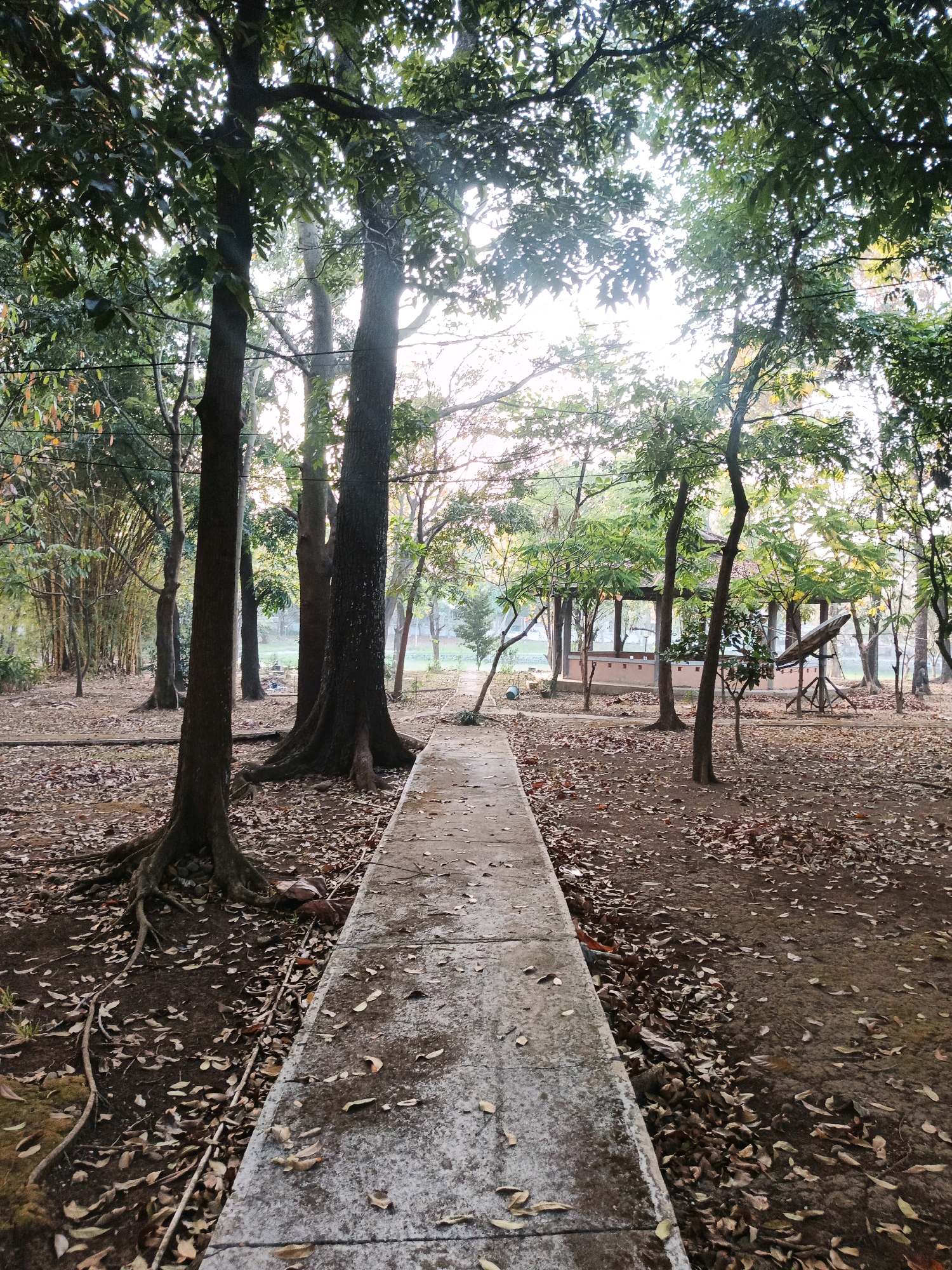 This image depicts a pathway made of concrete slabs leading through a park-like environment. The pathway is lined with trees on both sides, with a dense canopy of leaves overhead, allowing dappled sunlight to filter through. The ground is covered with dry leaves, indicating an autumn or dry season setting. In the background, there is a structure that appears to be an open pavilion or shelter, with a visible roof supported by pillars. The surrounding vegetation includes bamboo stalks on the left side and various other trees with thick trunks and exposed roots. The overall scene suggests a serene, natural setting within a city, possibly a public park or botanical garden. The lighting suggests it is either early morning or late afternoon. The location is not specified to be in the city of Bandung City, Indonesia.