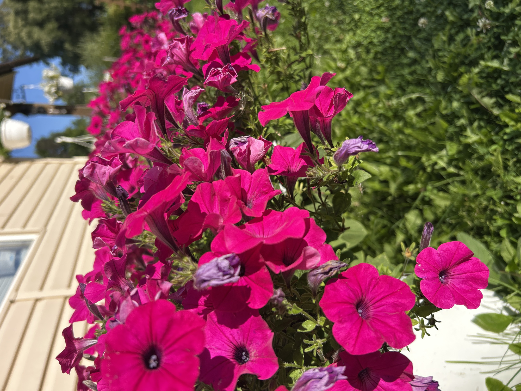 A close-up, low-angle, vertical shot captures a profusion of bright fuchsia petunias cascading from a white planter. The flowers dominate the foreground, their trumpet-shaped blooms and velvety petals rendered in sharp focus. Some petals show delicate veining, and the dark centers of the open flowers contrast with the vibrant pink. Several unopened buds, a muted purple, are scattered among the blooms. Behind the flowers, a light beige, horizontal-paneled wall of a building is visible, with a sliver of a white-framed window near the top. Beyond the wall, hints of a blue sky and green trees suggest an outdoor setting, possibly a residential exterior. The overall impression is one of abundant summer bloom.