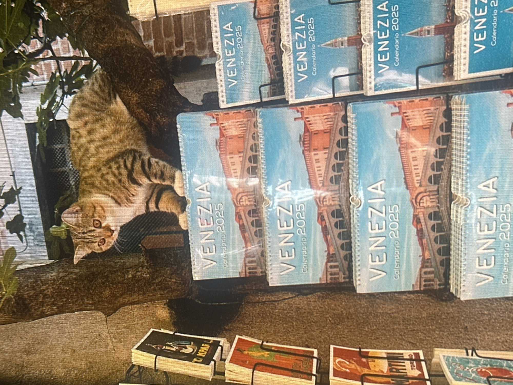 A ginger and white cat is perched on a tree branch, looking down at a display of calendars. The calendars are stacked vertically and feature images of Venice, with the text "VENEZIA Calendario 2025" printed on them. To the left of the calendars, there are postcards displayed on a rack, some with images of historical scenes and advertisements. The background shows a textured wall and some greenery.