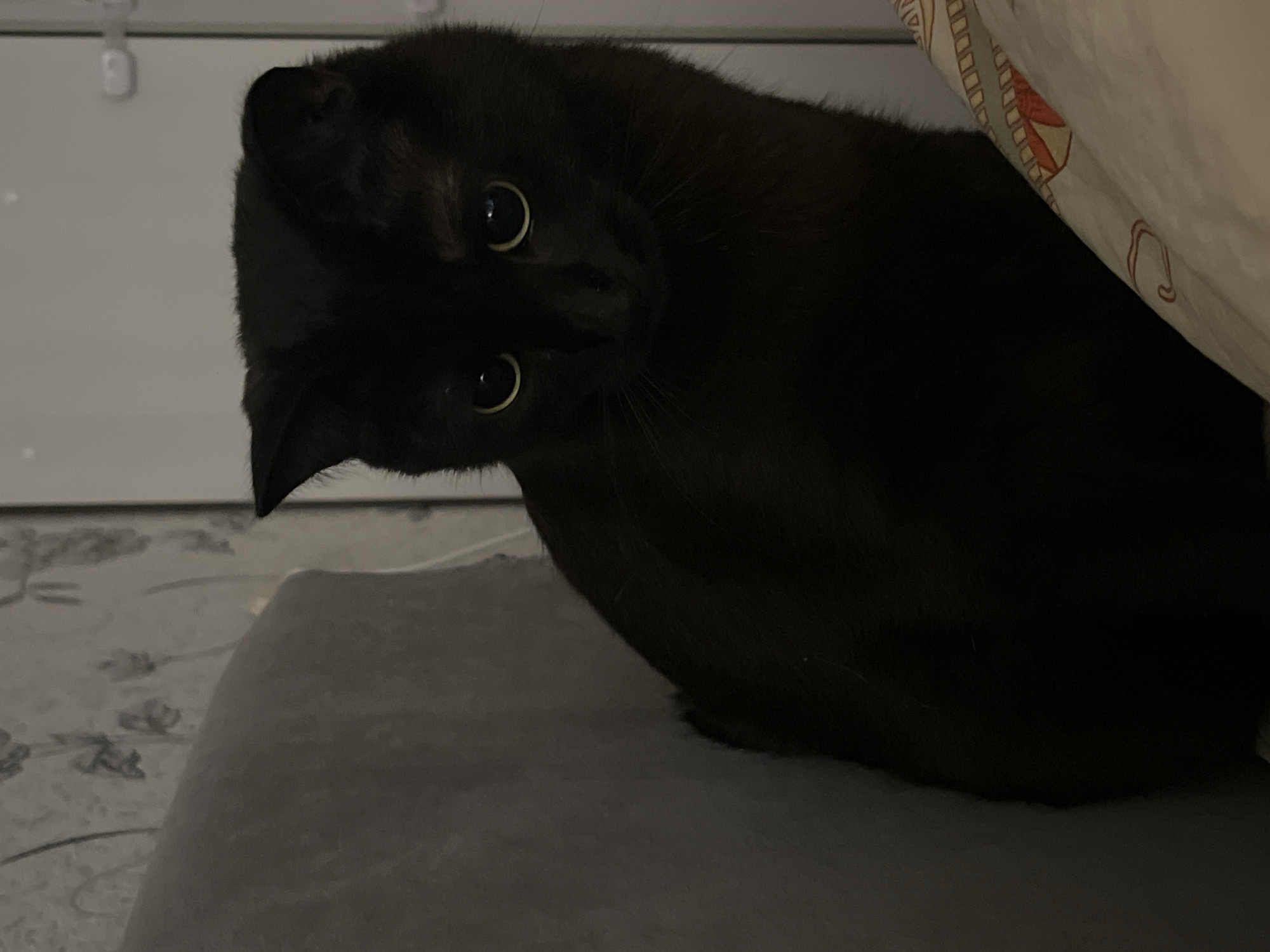 A black cat is looking at the camera with its head tilted. The cat is sitting on a gray surface, and a patterned white fabric is partially covering the cat. The background includes a white dresser and a patterned rug. The location, Chaikovsky, Russia, is not evident from the image.