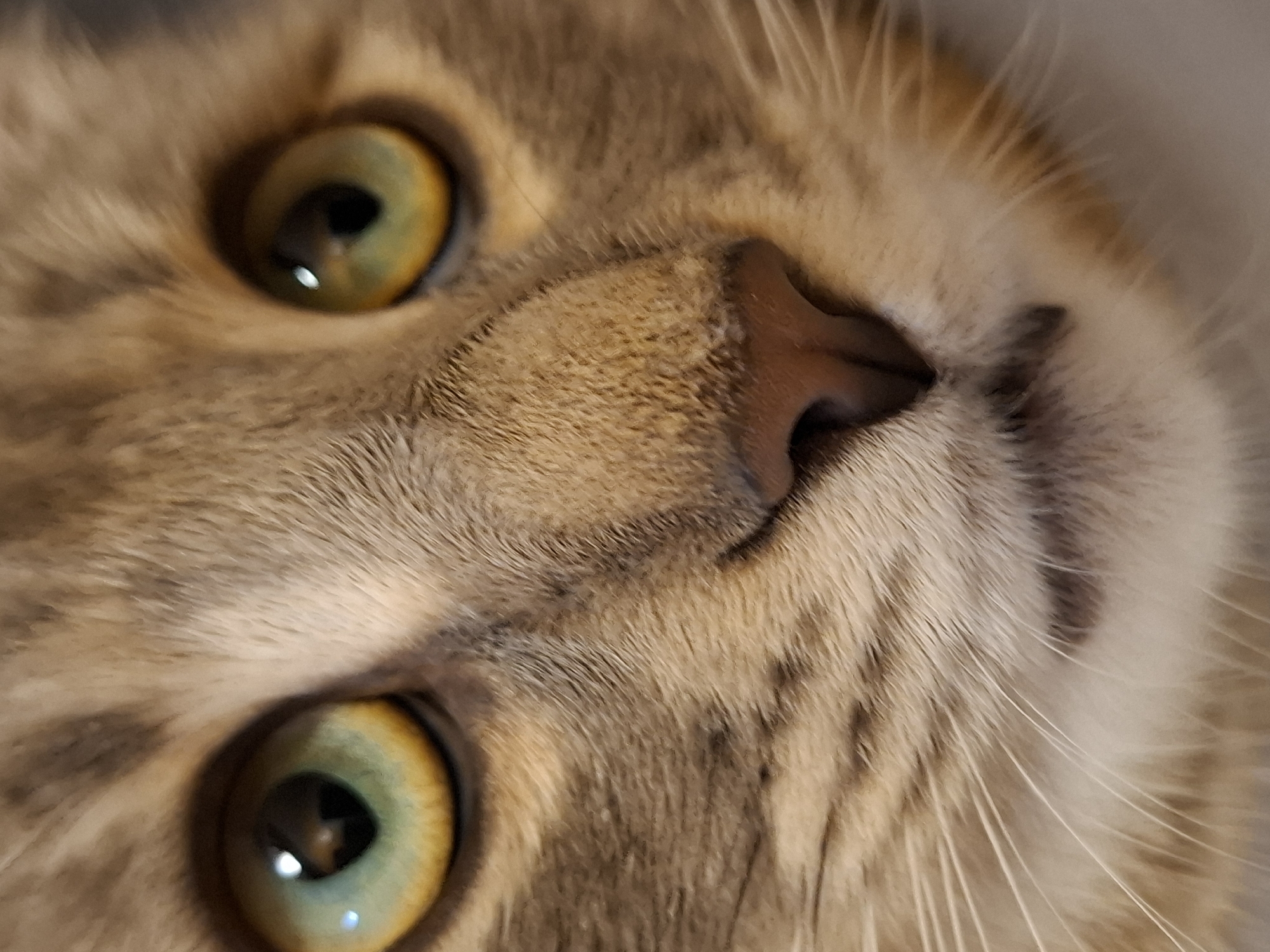 A close-up image of a cat's face, showing the eyes, nose, and fur. The cat has golden eyes with green centers and a pink nose. The fur is a mix of brown and tan colors. The image does not contain any information about the location being in the city of Novi Sad, Serbia, or any details about people, subjects, objects, actions, interactions, or the environment beyond the cat itself.