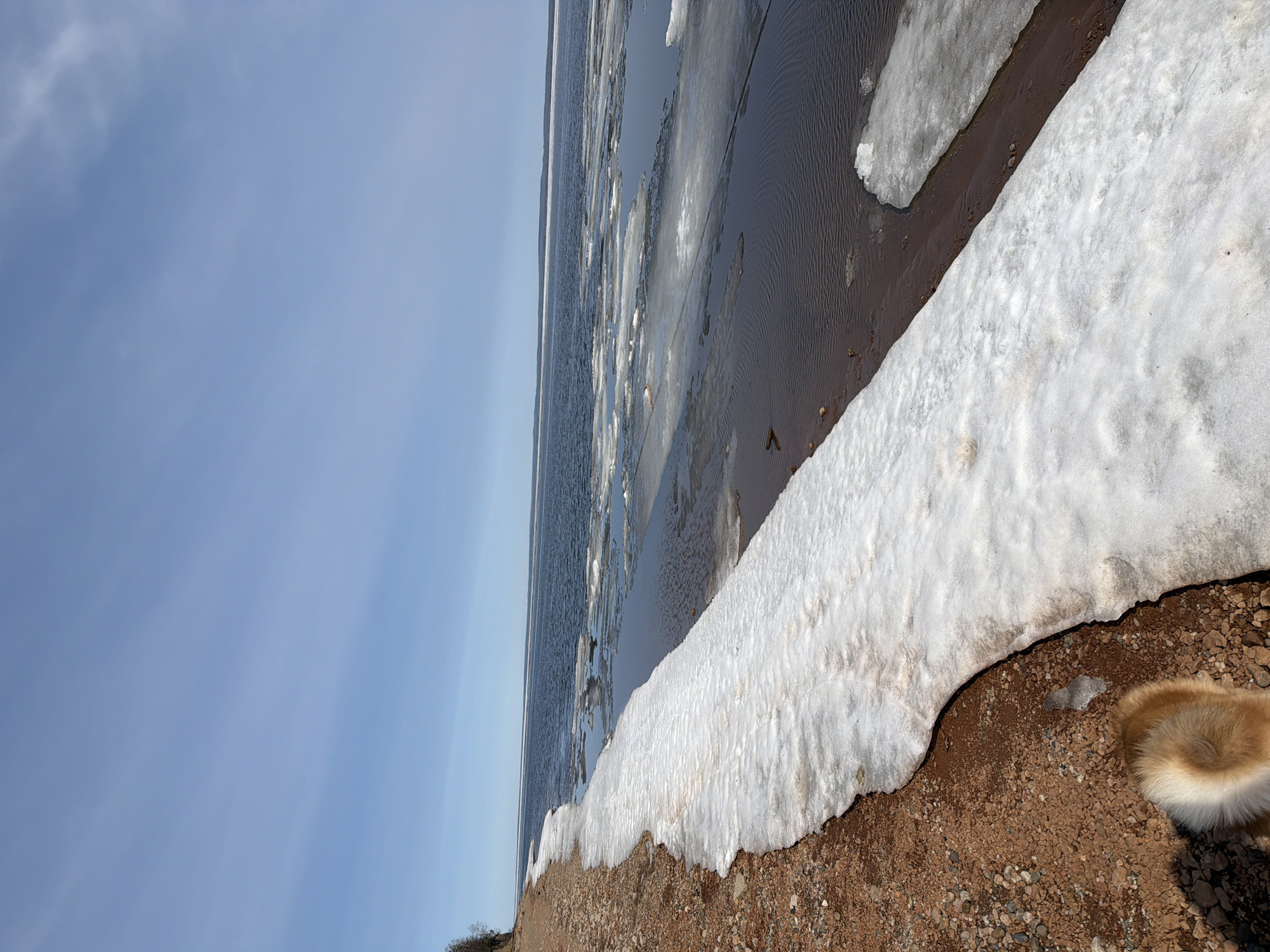The image depicts a shoreline in Chaikovsky, Russia, where melting ice and snow meet the water's edge. The sky is a clear, light blue. Patches of snow cover a pebbly, reddish-brown beach. The water is partially covered with melting ice floes. A portion of what appears to be a dog's tail is visible in the lower right corner.