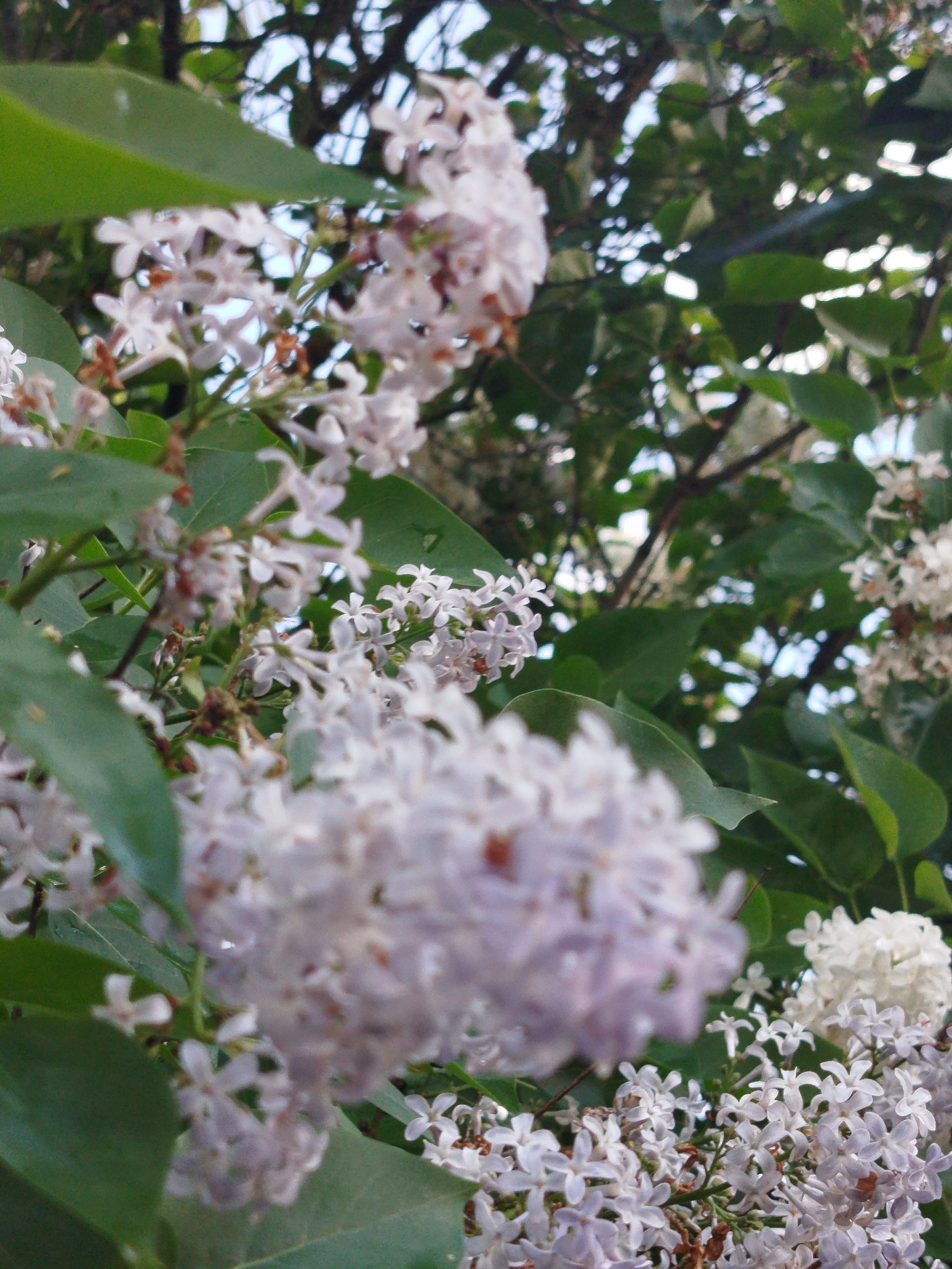 The image depicts a close-up view of lilac blossoms with green leaves against a background of tree branches and a glimpse of the sky. The flowers are clustered together, exhibiting a mix of white and light purple hues. The location appears to be in a natural setting within Боровково, Russia, as indicated by the presence of lilac bushes common to the region. No people, specific objects beyond the plants, or explicit actions are visible in the shot. The focus is on the lilac's floral display against the backdrop of its natural environment.