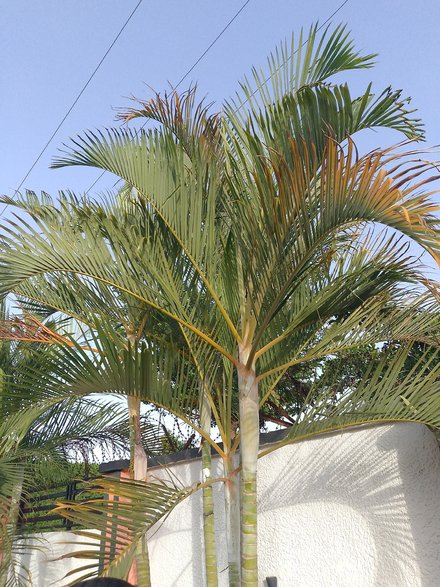 The image shows a cluster of palm trees with green fronds and yellow stems in Bukuru, Nigeria. Some fronds have brown tips. The trees stand in front of a white, textured wall that casts shadows from the fronds. A small section of greenery is visible behind the wall. Above the trees is a light blue sky with thin black power lines.
