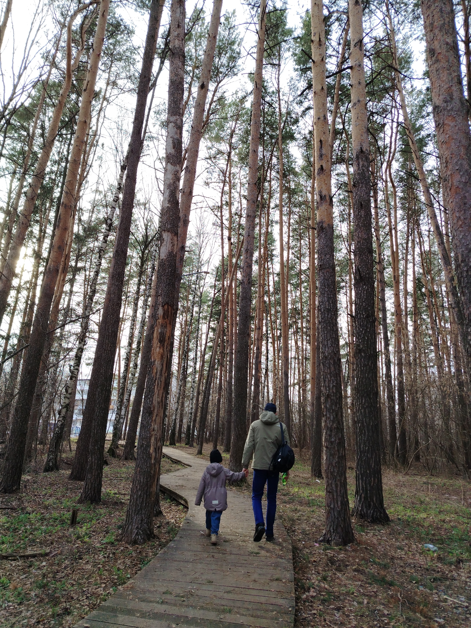 A photograph taken in Chaikovsky, Russia, depicts a man and a child walking away from the viewer on a wooden walkway through a forest. The man, clad in a light green jacket and a dark hat, carries a black bag over his shoulder. The child, dressed in a gray coat and a dark hat, holds the man's hand. The walkway meanders through a dense forest of tall, slender trees, with their trunks stretching upwards towards a muted sky. The ground is covered in fallen leaves and sparse vegetation. Sunlight filters through the trees in the distance, illuminating the path ahead. The image composition emphasizes the height and density of the forest, creating a sense of depth.