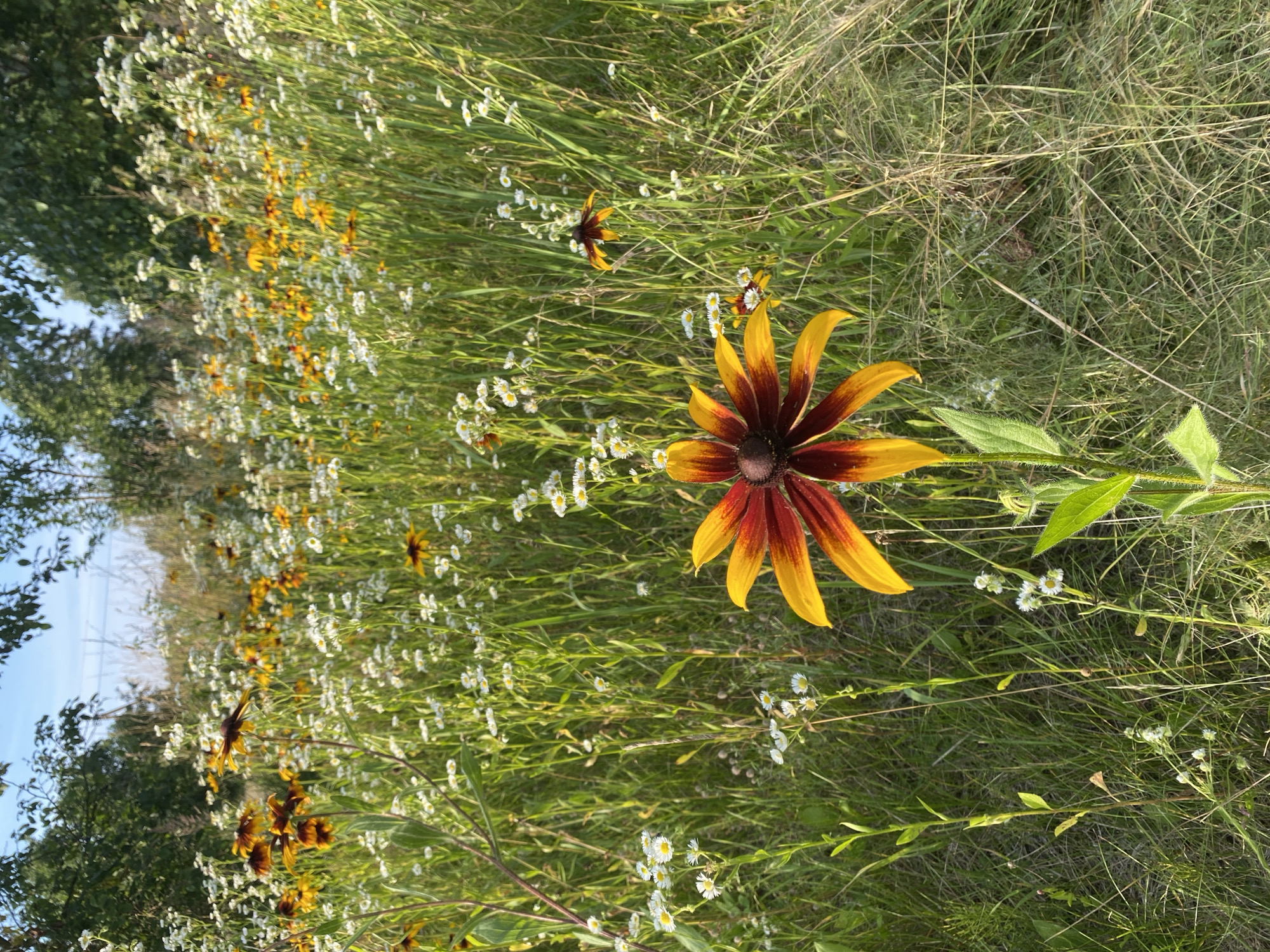 The image shows a close-up view of a field of flowers, dominated by a large, vibrant Black-Eyed Susan in the foreground. The Black-Eyed Susan has petals that transition from a deep reddish-brown at the center to bright yellow at the tips. It is surrounded by a dense growth of tall green grass and other smaller white and yellow wildflowers, creating a natural meadow setting. In the background, more Black-Eyed Susans and other flowering plants are visible, interspersed with green foliage and trees. The sky above is a clear light blue. The overall scene is one of a sunny, overgrown natural landscape, likely in a rural or semi-rural area. The location is specified as Pabiržis, Lithuania, implying this is a depiction of local flora in that region. There are no people or animals visible in the image.