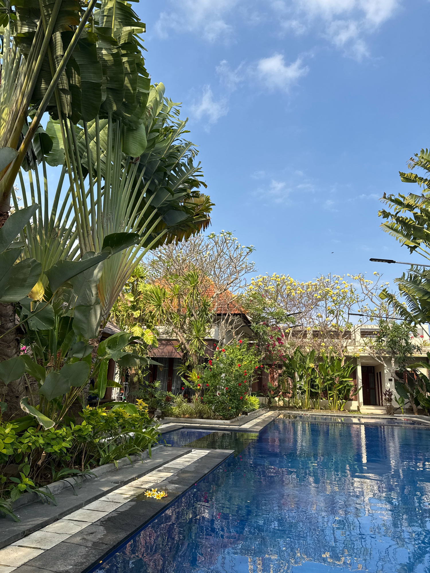 The image depicts a swimming pool area at a resort in Denpasar, Indonesia. A large swimming pool with blue water takes up the foreground and right side of the image. The pool's surface reflects the surrounding environment. The edge of the pool is lined with dark grey tiles and then lighter grey and white square tiles. Several yellow flowers are scattered on the edge of the pool. Lush green vegetation, including large palm-like plants with fan-shaped leaves and other tropical plants, surrounds the pool. In the background, there are buildings with terracotta roofs, typical of Balinese architecture. The sky above is a clear blue with a few scattered white clouds. The overall scene conveys a tranquil and tropical atmosphere.
