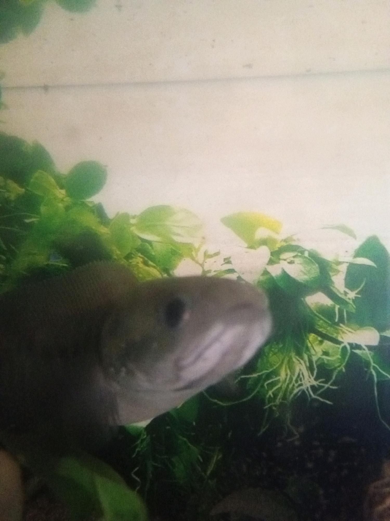 The image is a close-up, slightly blurry, horizontal shot of a fish in an aquarium, with aquatic plants visible in the background. The fish, mostly dark in color, is in focus from its side, with its eye visible. The plant life is lush and green. The background is a pale, washed-out color, possibly indicating the aquarium's lighting or the water's surface. There are no people or identifiable landmarks present in the image, and therefore no information about the location in Plesan, Indonesia can be derived from it.