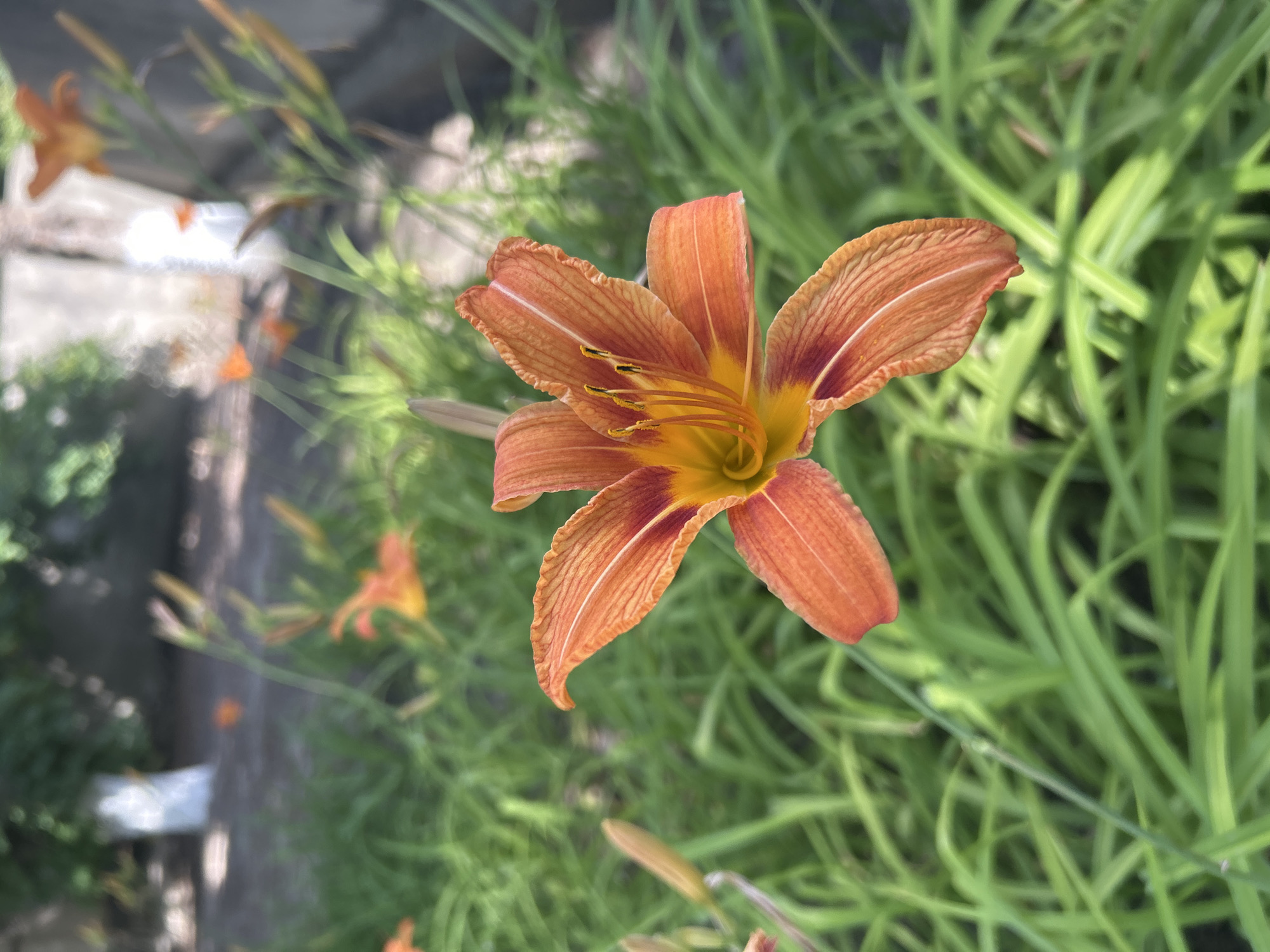 This is a close-up, eye-level shot of an orange daylily flower in the foreground. The flower is in focus and displays its six petals, which are a vibrant orange with darker reddish-orange streaks. The center of the flower features prominent yellow stamens with dark tips. The background is blurred, revealing a green grassy area with other out-of-focus daylily buds and flowers, suggesting a garden setting. In the far background, a blurred white object on a pole and a hint of a concrete structure are visible. The lighting suggests it is daytime, likely outdoors in a garden. The image was taken in the village of Ivanivka, Ukraine.