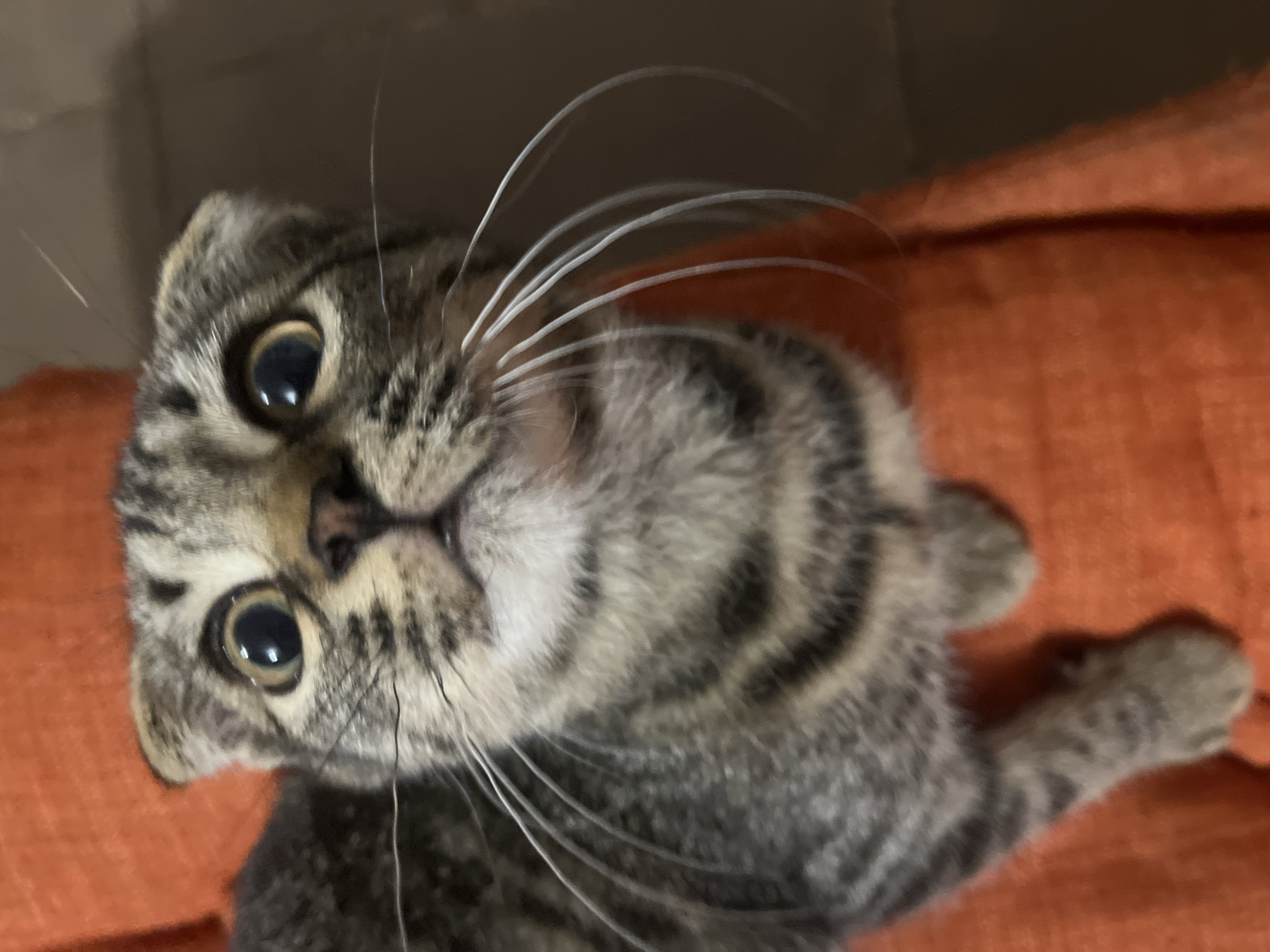 A close-up, eye-level shot shows a tabby cat with wide, startled eyes looking upwards. The cat's fur is a mix of grey, black, and brown stripes, and its ears are folded down. Long, white whiskers fan out from its muzzle. The cat is resting on an orange, textured surface, possibly a blanket or cushion. The background is a blurry, dark brown, suggesting an indoor setting. There is no indication of the city of Tbilisi, Georgia, or any specific location within it.