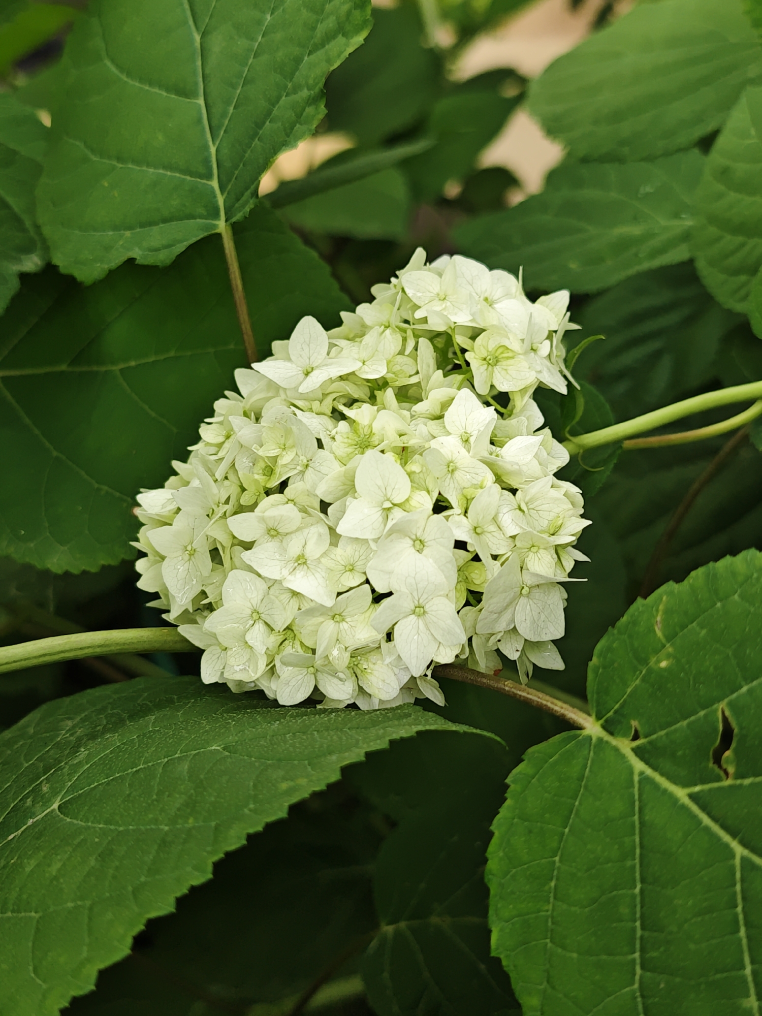 A close-up, overhead shot showcases a cluster of small, white hydrangea flowers against a backdrop of lush green leaves. The flowers are tightly packed together, forming a spherical bloom with delicate petals. Some of the petals are tinged with a faint green hue, and tiny water droplets glisten on their surfaces, suggesting a recent rain or mist. The leaves are broad and deeply veined, with serrated edges, and their vibrant green color provides a stark contrast to the pale flowers. The overall impression is one of natural beauty and delicate detail. The image is set in an outdoor environment, likely a garden, with soft, diffused lighting.