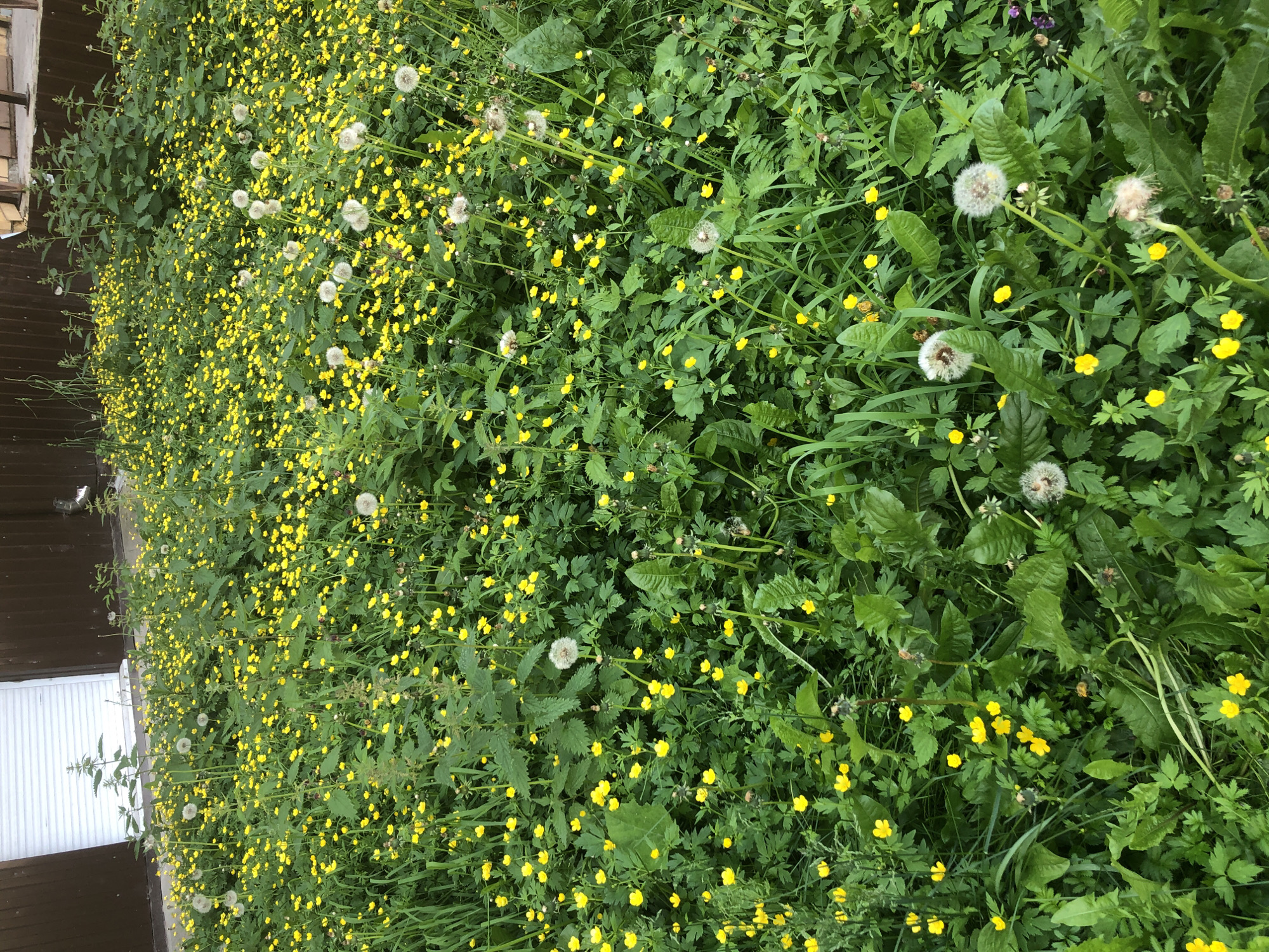 The image shows a dense field of green vegetation, predominantly consisting of small yellow flowers and dandelions, some of which have gone to seed. The flowers are scattered amongst lush green leaves and tall grass. In the background, there is a dark brown wooden fence and a white garage door. The scene appears to be an unkempt outdoor area, possibly a yard or a patch of undeveloped land, located in Solikamsk, Russia. There are no people visible in the image.
