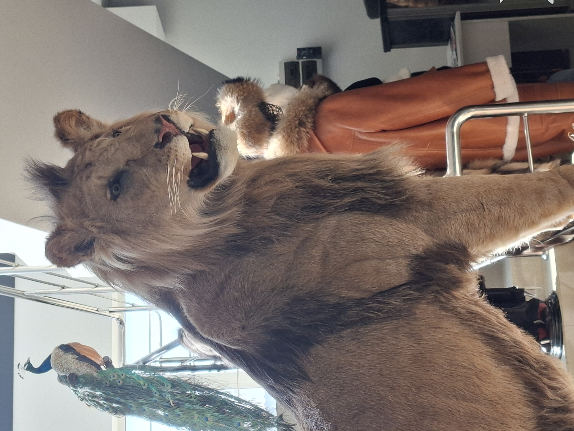 This image depicts a taxidermied lion positioned prominently in the foreground. The lion is facing right, with its mouth open, revealing sharp teeth and a pink tongue. Its mane is full and a dark brown color. Behind the lion, a peacock is perched on a metal railing, its tail feathers fanned out. To the right of the lion, a person wearing a tan fur-lined coat is visible. The background shows an indoor environment with a staircase and white walls. The scene is likely located in a museum or a private collection. There is no specific indication of the city of Pyatigorsk, Russia.