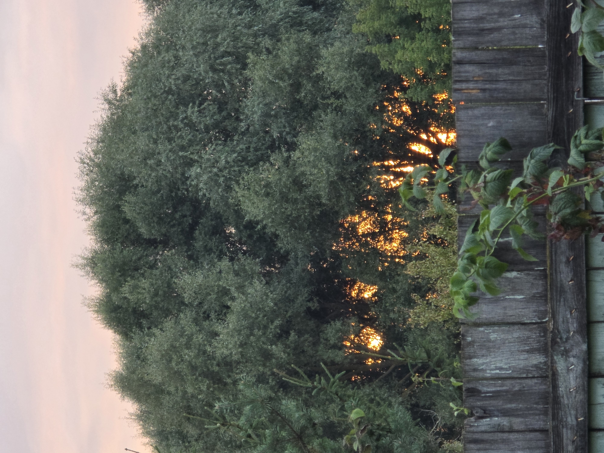 A low-angle, medium shot captures a wooden fence against a backdrop of dense foliage and a pale pink sunset sky. The weathered, grey fence dominates the lower half of the frame, its vertical planks showing signs of age and wear. Above the fence, a large tree with dark green leaves fills much of the mid-ground. Sunlight filters through the branches and leaves of this tree, creating bright, warm orange spots of light in the darker areas. To the left, a spiky evergreen tree is partially visible. In the foreground, the leaves of a green plant with thin stems are in focus, extending from the lower left corner. The image was taken in the city of Rechytsy, Russia.