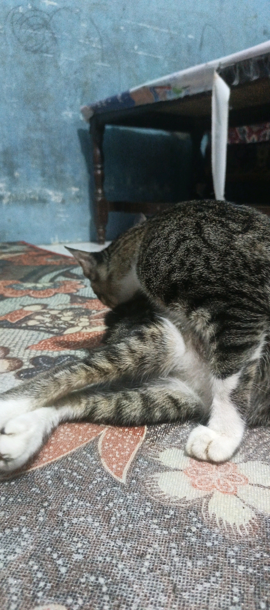 A tabby cat with grey and black stripes, white paws, and white fur on its belly is grooming itself while sitting on a patterned surface. The surface has an abstract design with orange and dark blue elements. In the background, a dark wooden table with a light-colored object draped over it is visible. The wall behind the table is a textured blue. The scene appears to be indoors.