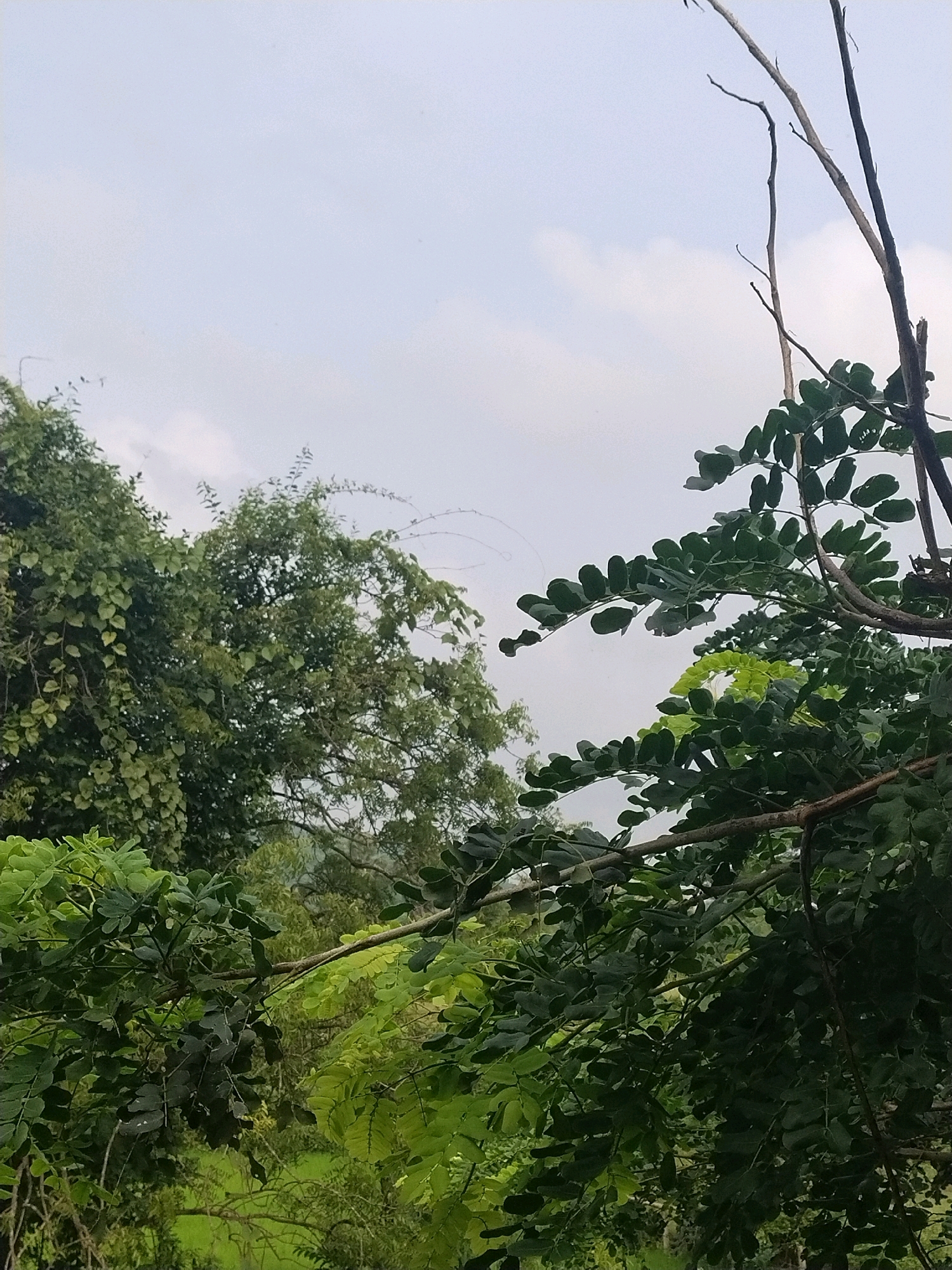 This is a vertical, medium-shot photograph taken outdoors in Bhuban, India. The foreground is dominated by the branches and lush green leaves of trees, with some dry, bare branches also visible. The leaves are a variety of sizes and shades of green, some appearing darker than others. The foliage creates a dense, natural canopy, obscuring much of the background.
Behind the trees, the sky is visible, appearing overcast with soft, diffused light. The sky is a pale blue-grey with wispy white clouds. The overall impression is of a natural, possibly wild or overgrown, environment. There are no people, animals, or man-made structures clearly visible in the image, suggesting a focus on the natural landscape. The scene conveys a sense of tranquility and the verdant beauty of the Indian countryside.