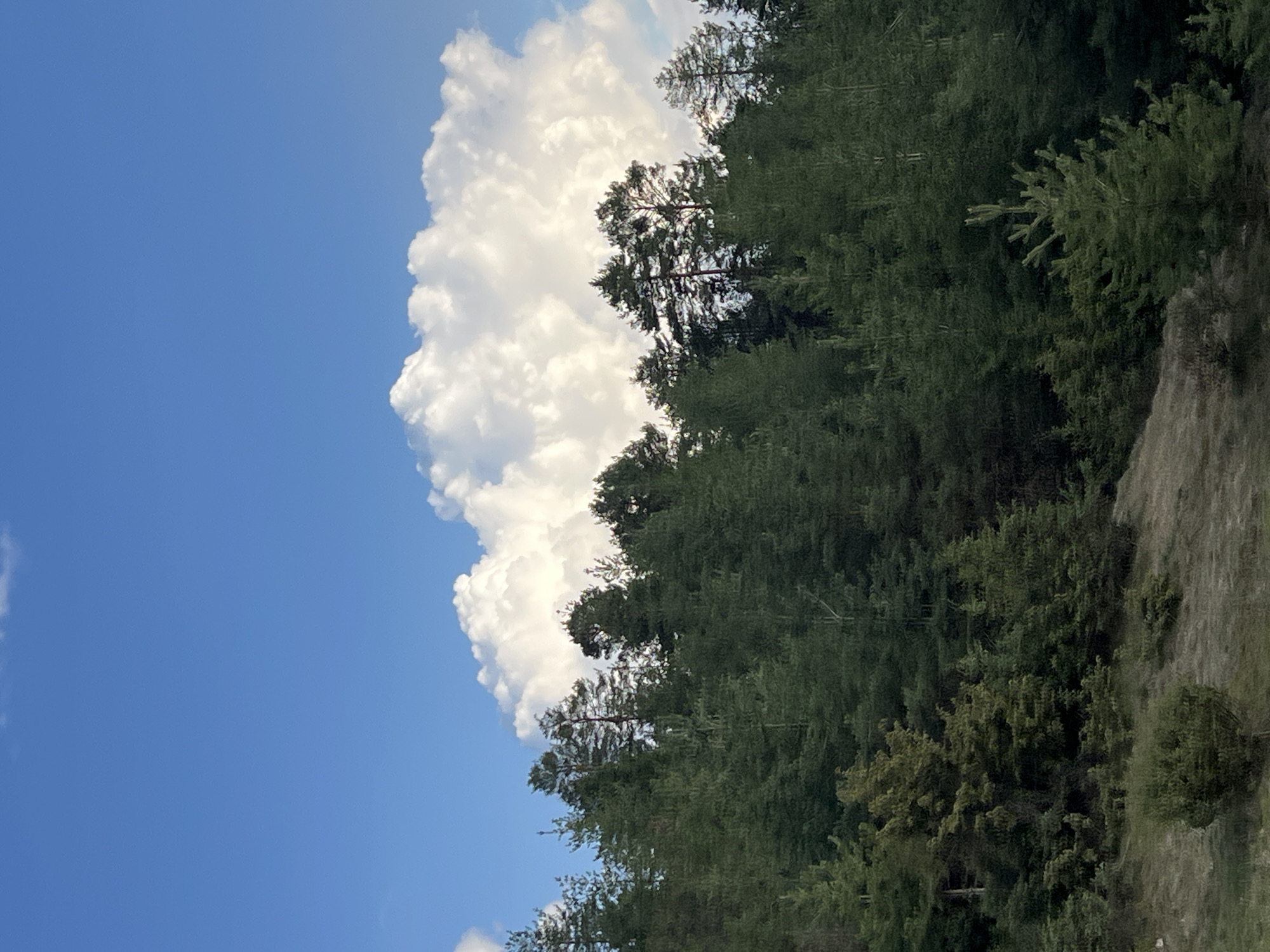The image depicts a partly cloudy sky over a densely wooded area, likely a forest or a mountainside. A large cumulus cloud occupies the left side of the frame, contrasting with the clear blue sky. The trees, predominantly coniferous, form a thick canopy with varying shades of green. A grassy slope or embankment is visible on the right side of the image, offering a glimpse of the terrain. The location is likely in Kribul, Bulgaria, but without additional visual context, this identification is based solely on the prompt. No people, specific objects, actions, or interactions are apparent in the scene. The environment suggests a natural, possibly mountainous, landscape.