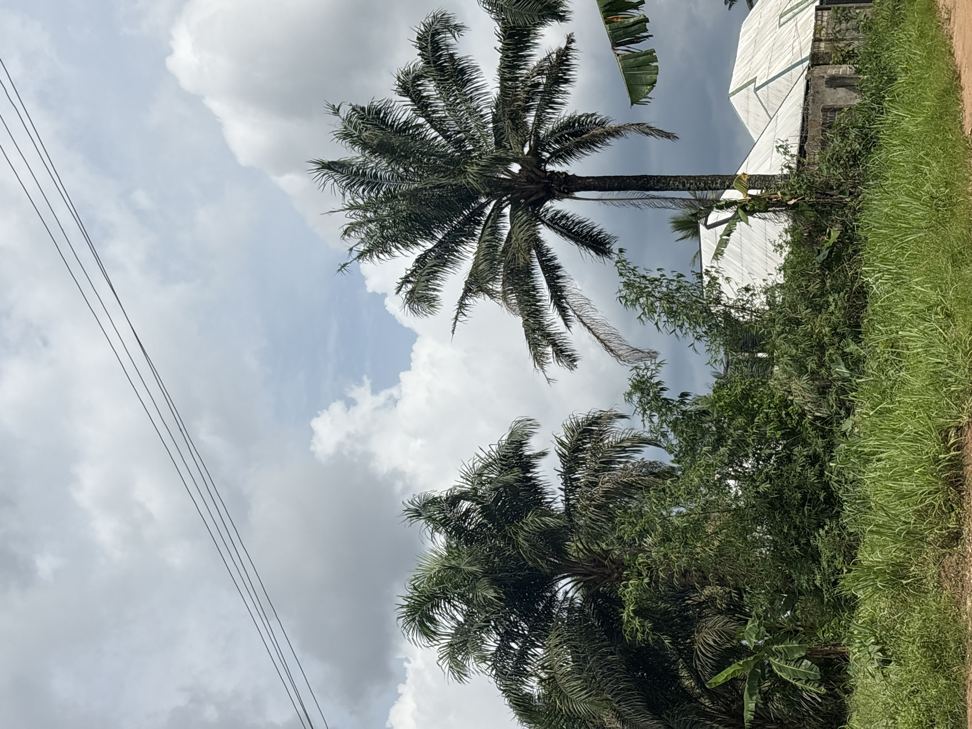 The image shows a view of Ikot Ekpene, Nigeria. Two palm trees are prominent in the foreground, set against a backdrop of cloudy sky and power lines. In the background, a building with a white roof is partially obscured by dense green vegetation, including tall grass and shrubs, extending along the right side of the frame, suggesting the edge of a roadside or a natural boundary.