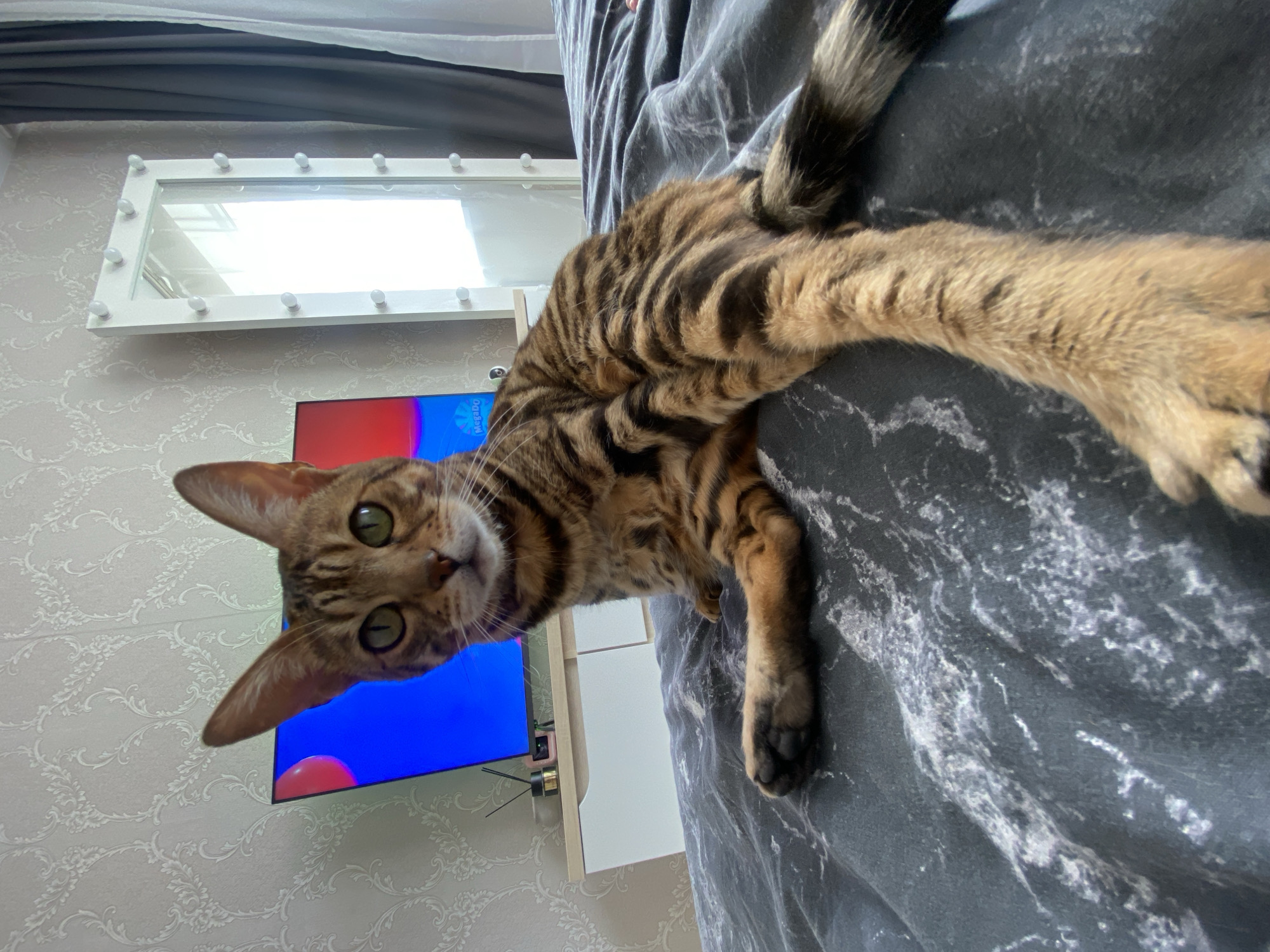 This image depicts an indoor scene, specifically a bedroom, located in Chaikovsky, Russia. The primary subject is a Bengal cat, characterized by its distinctive brown and black striped and spotted fur, and prominent green eyes. The cat is positioned centrally on a bed, seated with its front left paw resting on the bedding and its hind legs extended rearward, facing directly towards the camera.
The bed is covered with a dark grey duvet featuring a white, abstract, or marble-like pattern. In the background, a light-colored wall is adorned with white wallpaper displaying a repeating grey floral or damask pattern. A light-toned, two-drawer media console supports a television screen, which displays an image with large blue and red abstract shapes. To the left of the television, a dark-colored diffuser stick air freshener and a small golden-colored object are visible. To the right of the television, a small pink electronic device is partially visible.
Further to the right in the background, a tall, white-framed vanity mirror is positioned against the wall. The mirror features multiple exposed light bulbs along its edges and reflects a brightly lit interior. Dark grey curtains and a sheer white curtain are visible to the right of the mirror, indicating the presence of a window. No human subjects are present in the scene.